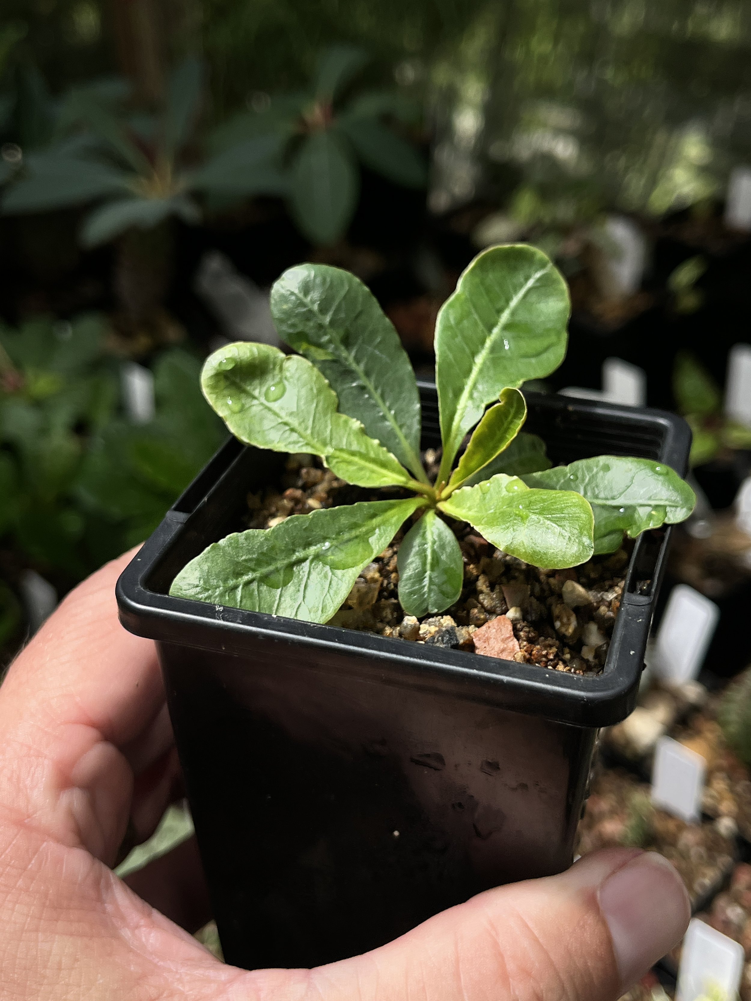 Euphorbia primulifolia v. begardii