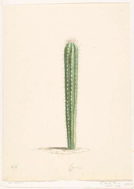 cactus-c3ab02-640.jpg