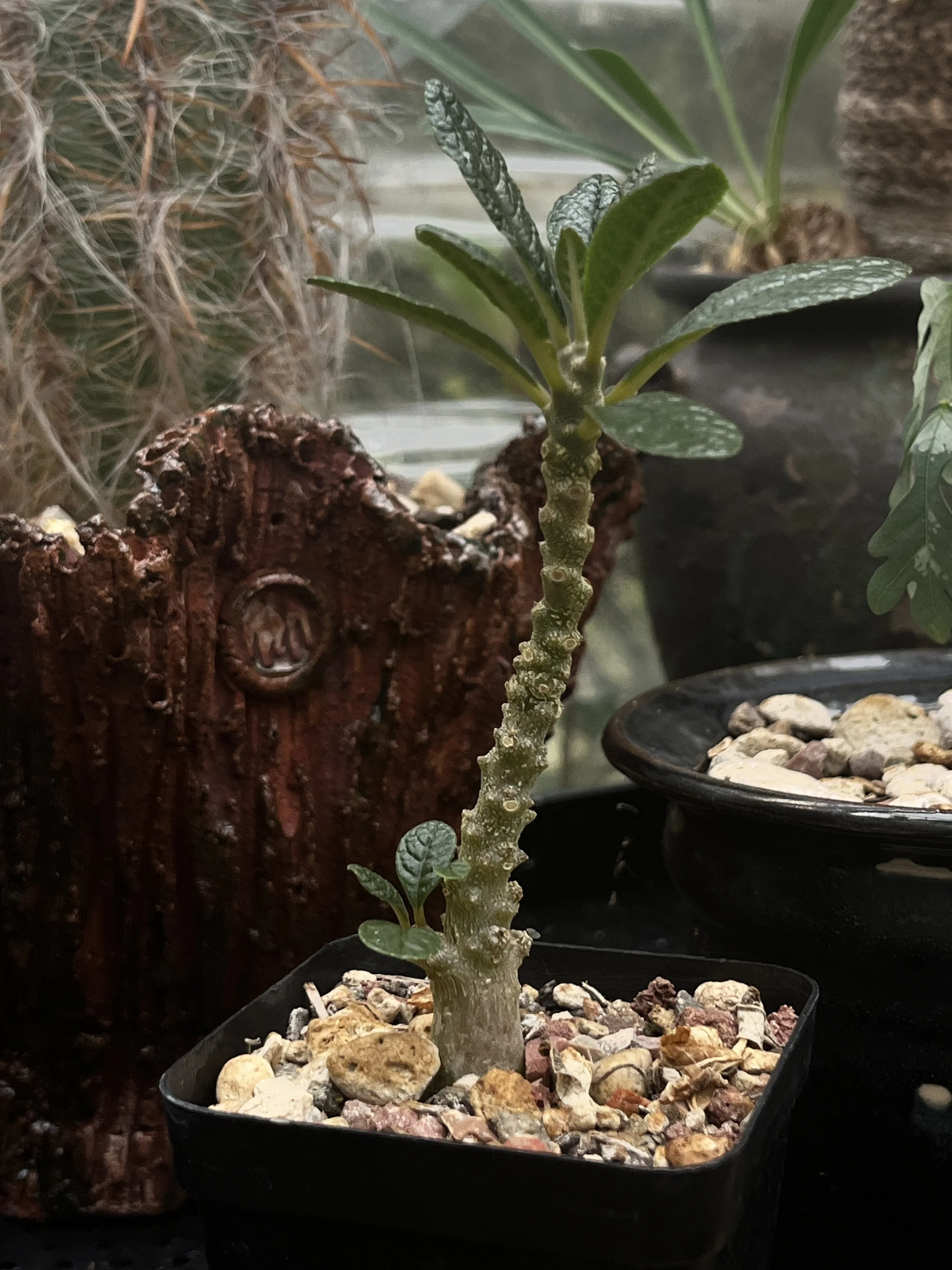 Dorstenia gigas