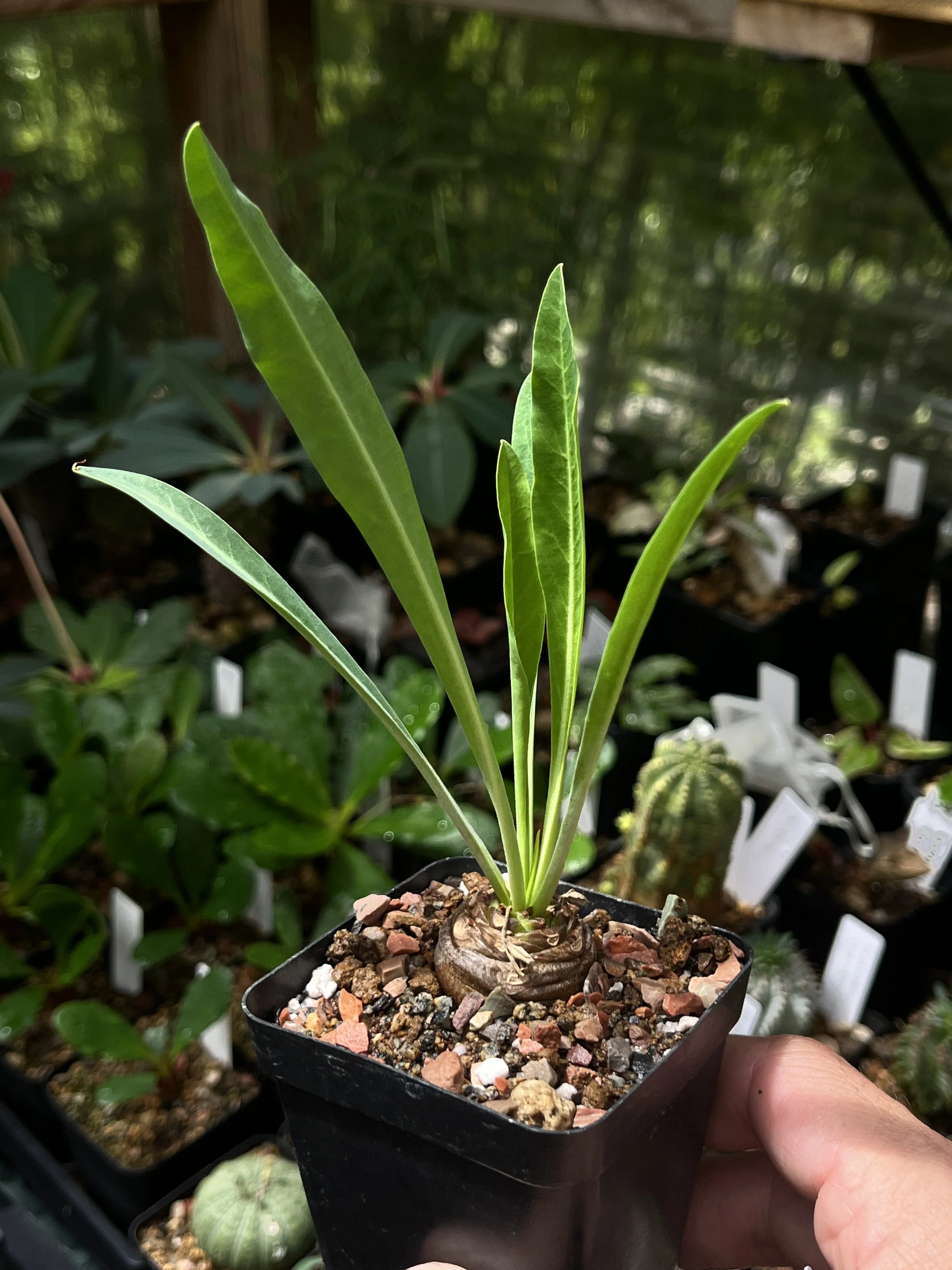 Euphorbia bupleurifolia