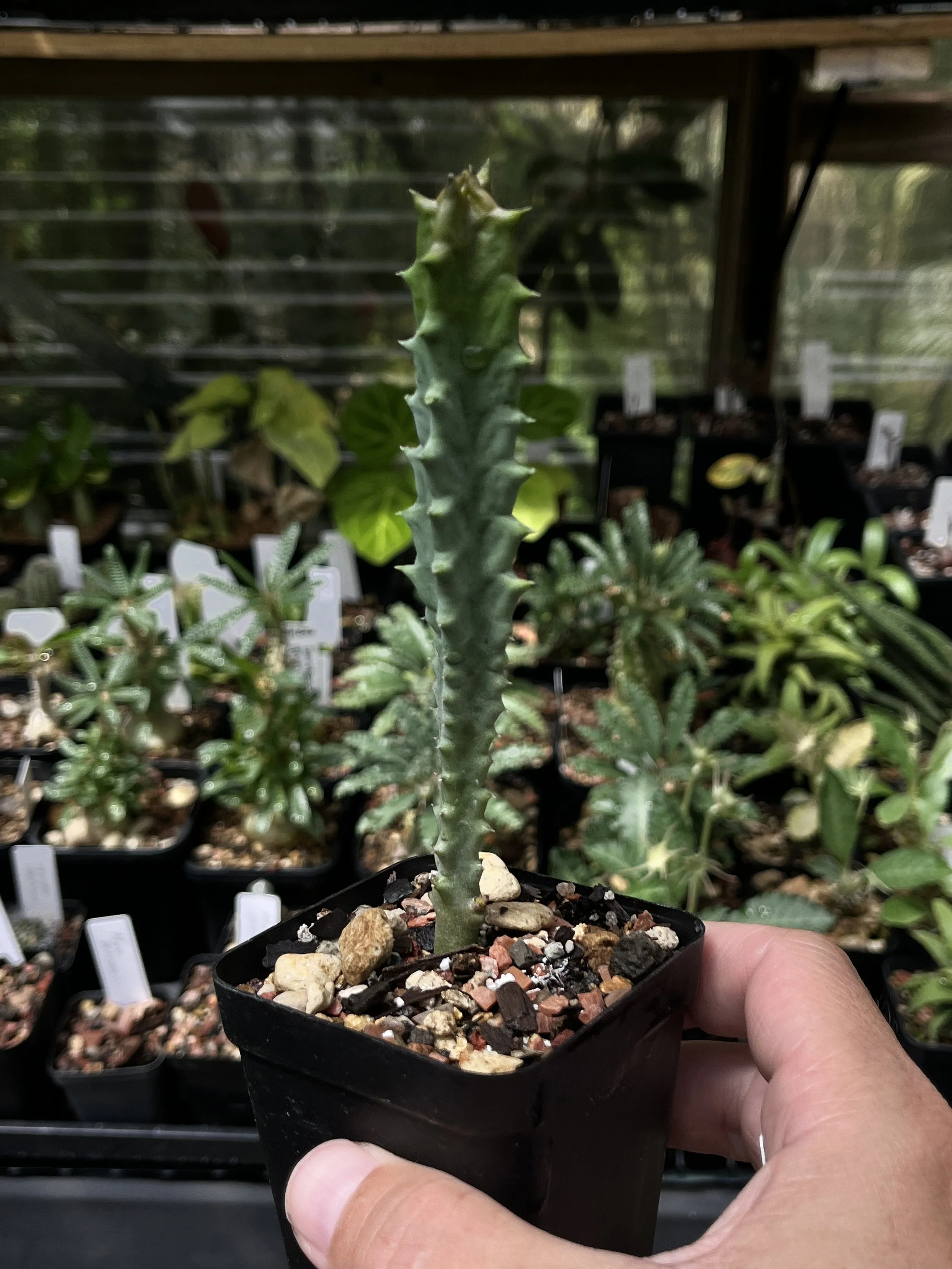 Tromotriche revoluta