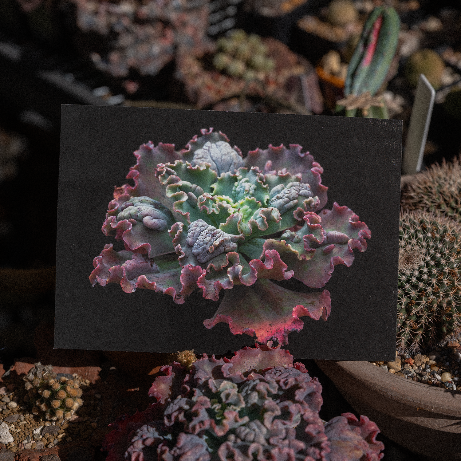 echeveria2.png