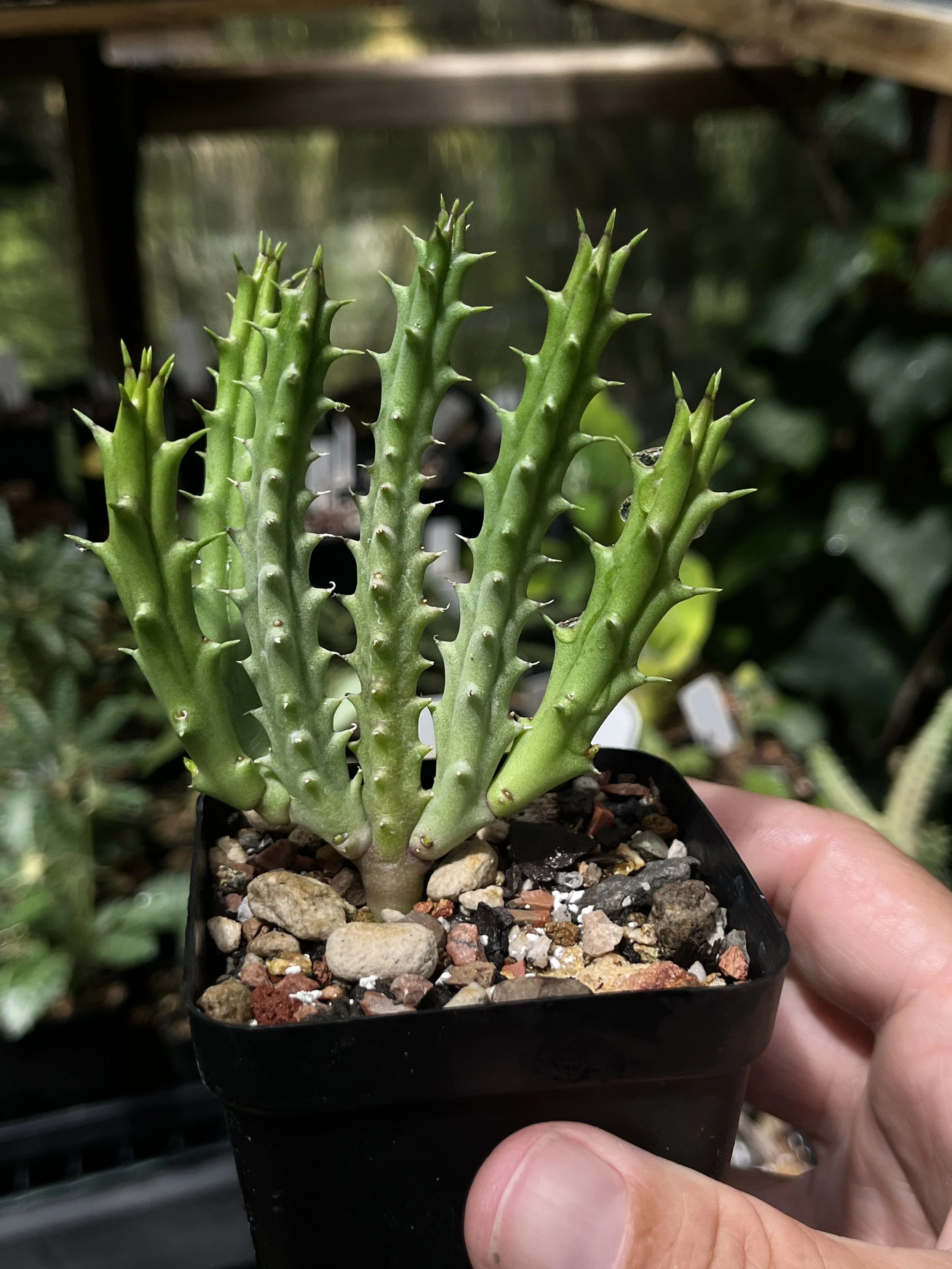 Tridentea gemmiflora