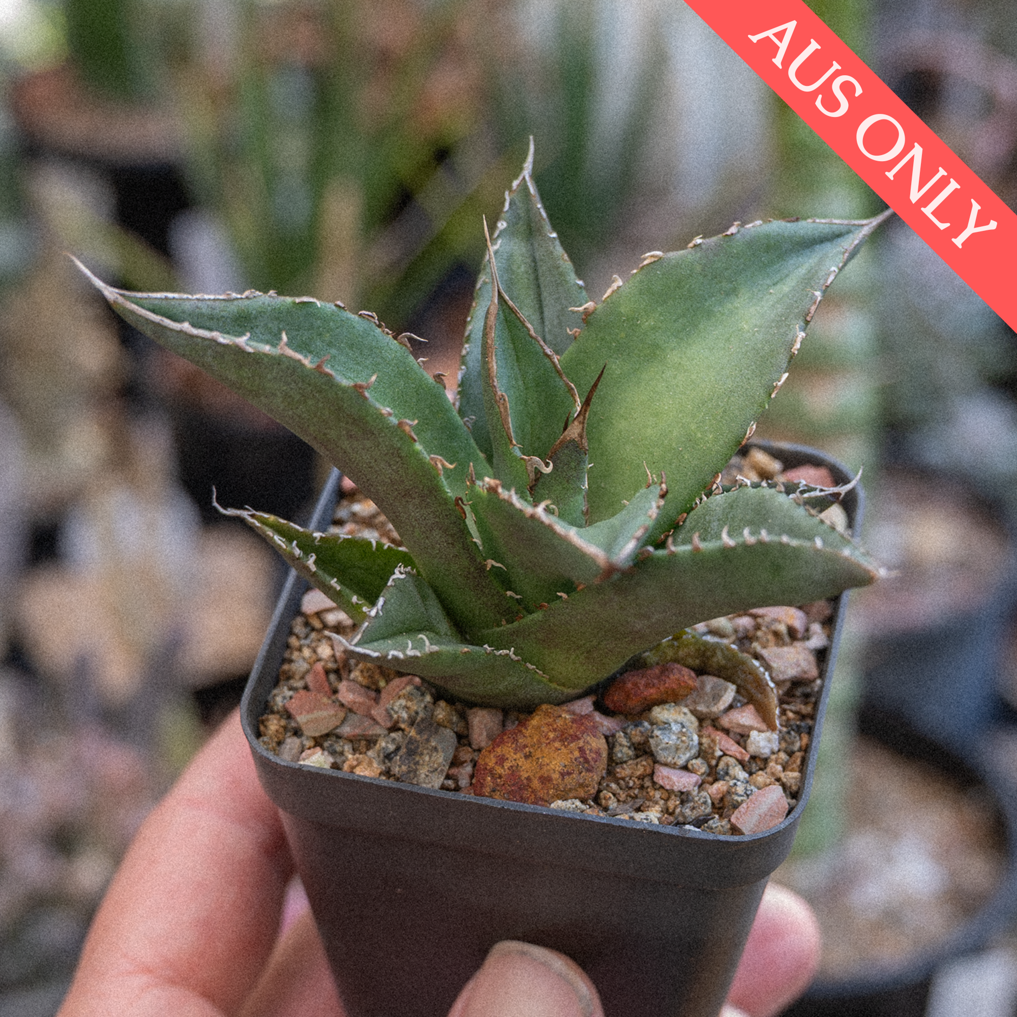 Agave oteroi [Plant]