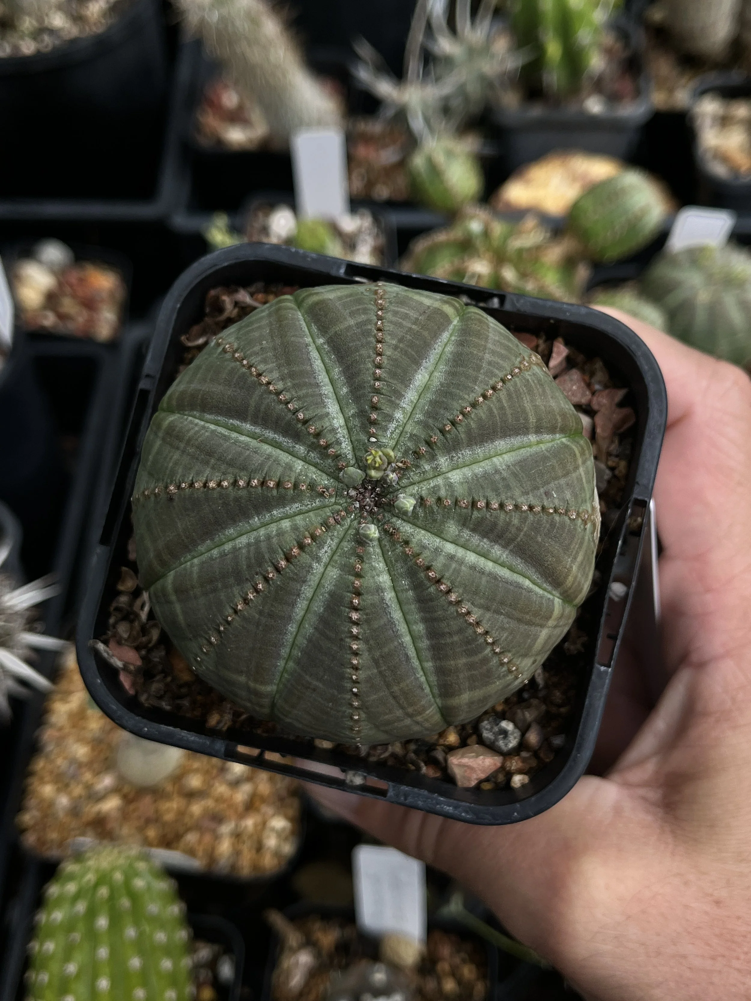 Euphorbia obesa