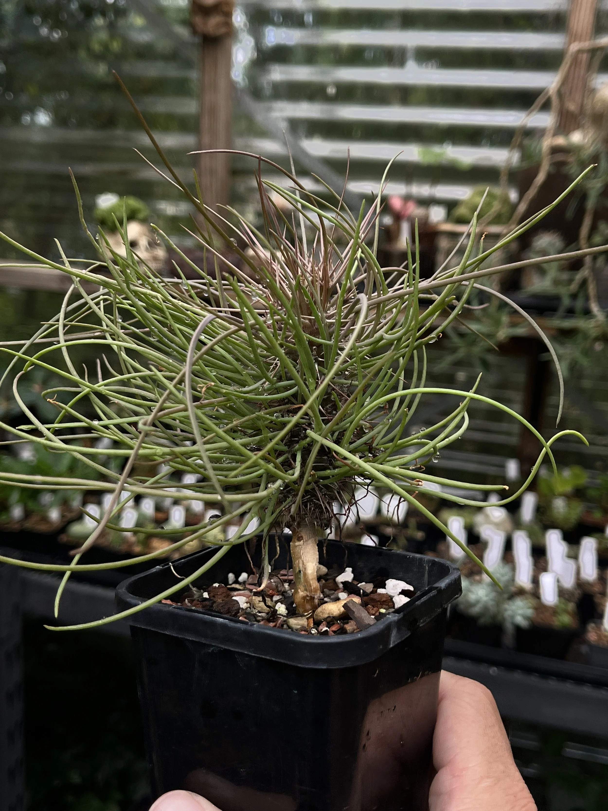 Didierea madagascariensis