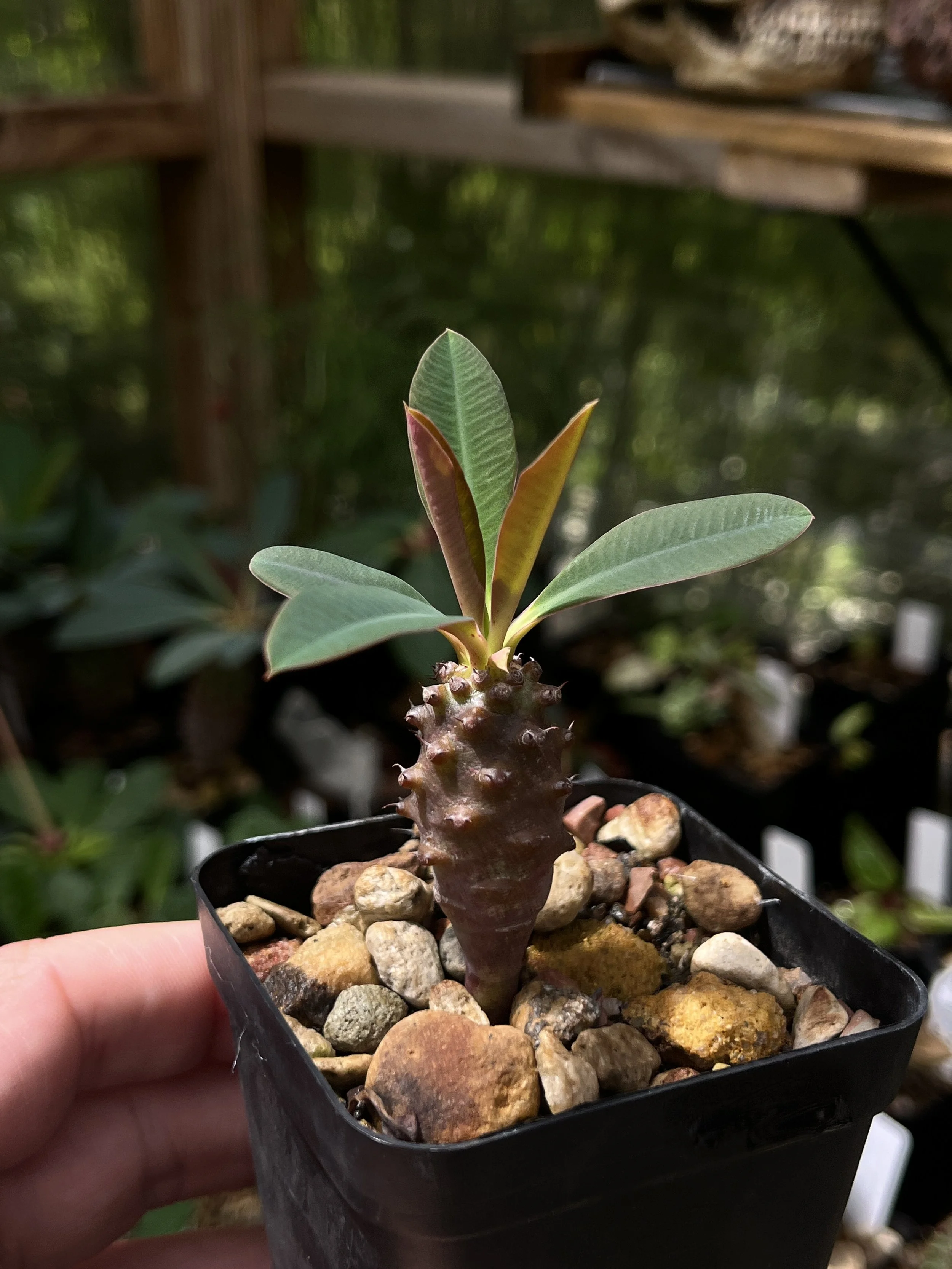 Euphorbia pachypodioides
