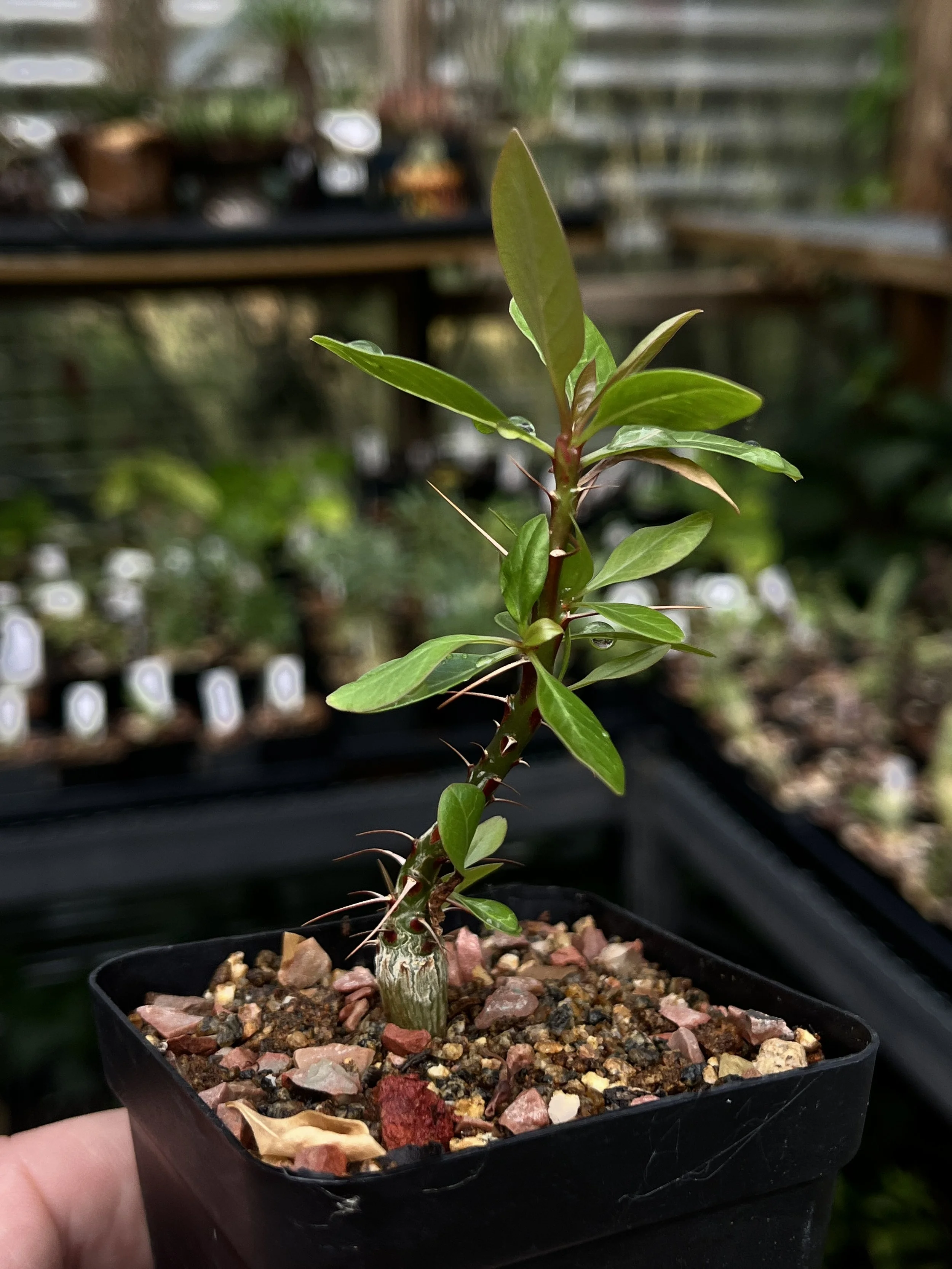 Fouquieria fascisculata