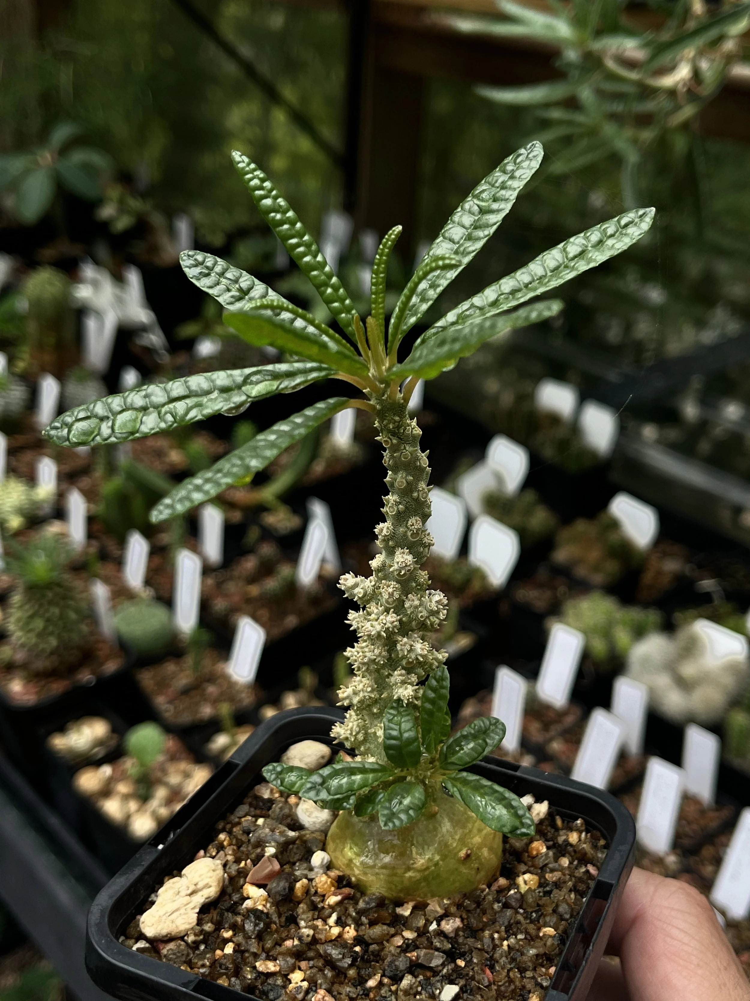 Dorstenia gigas f. bullata