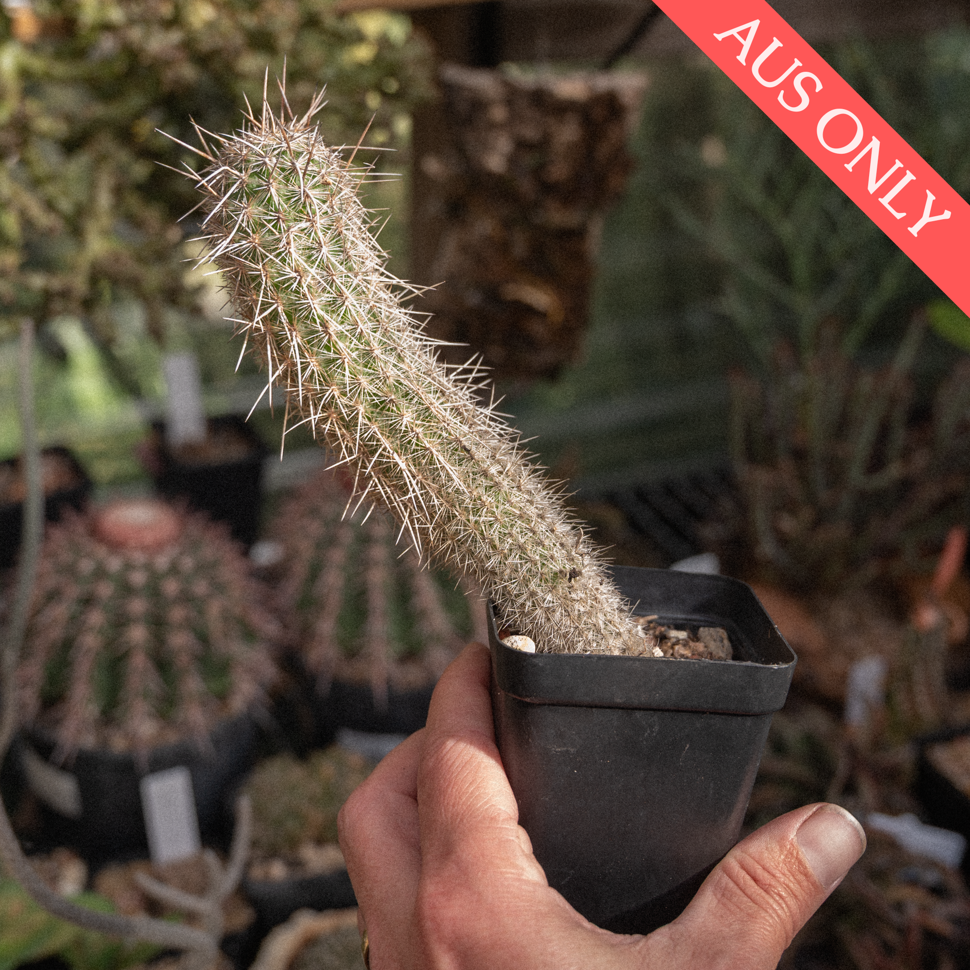 Haageocereus decumbens [Plant]