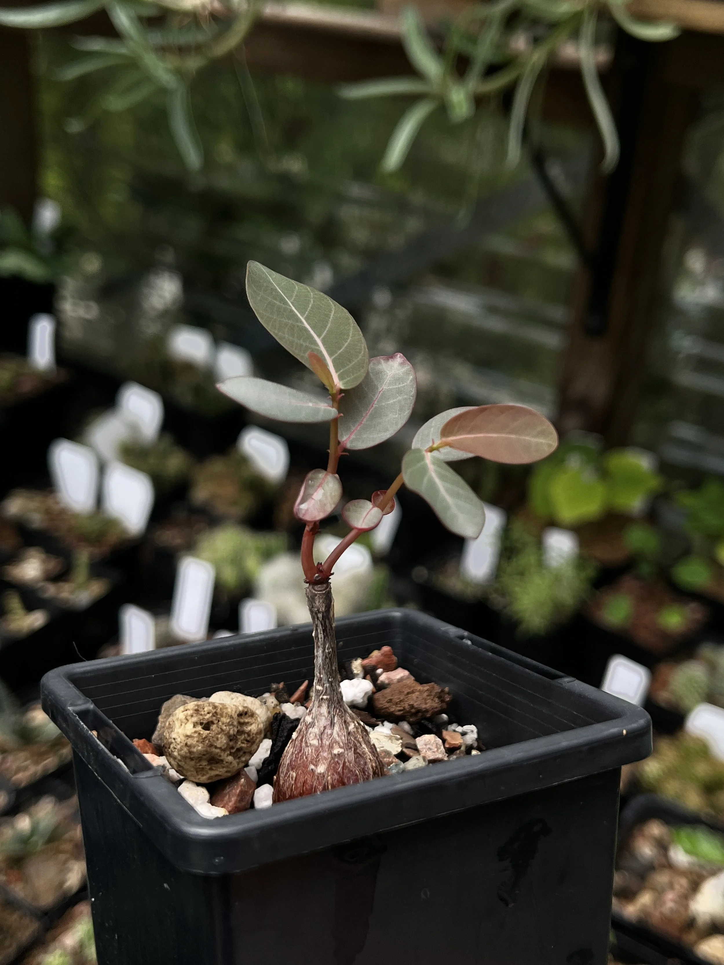 Phyllanthus mirabilis