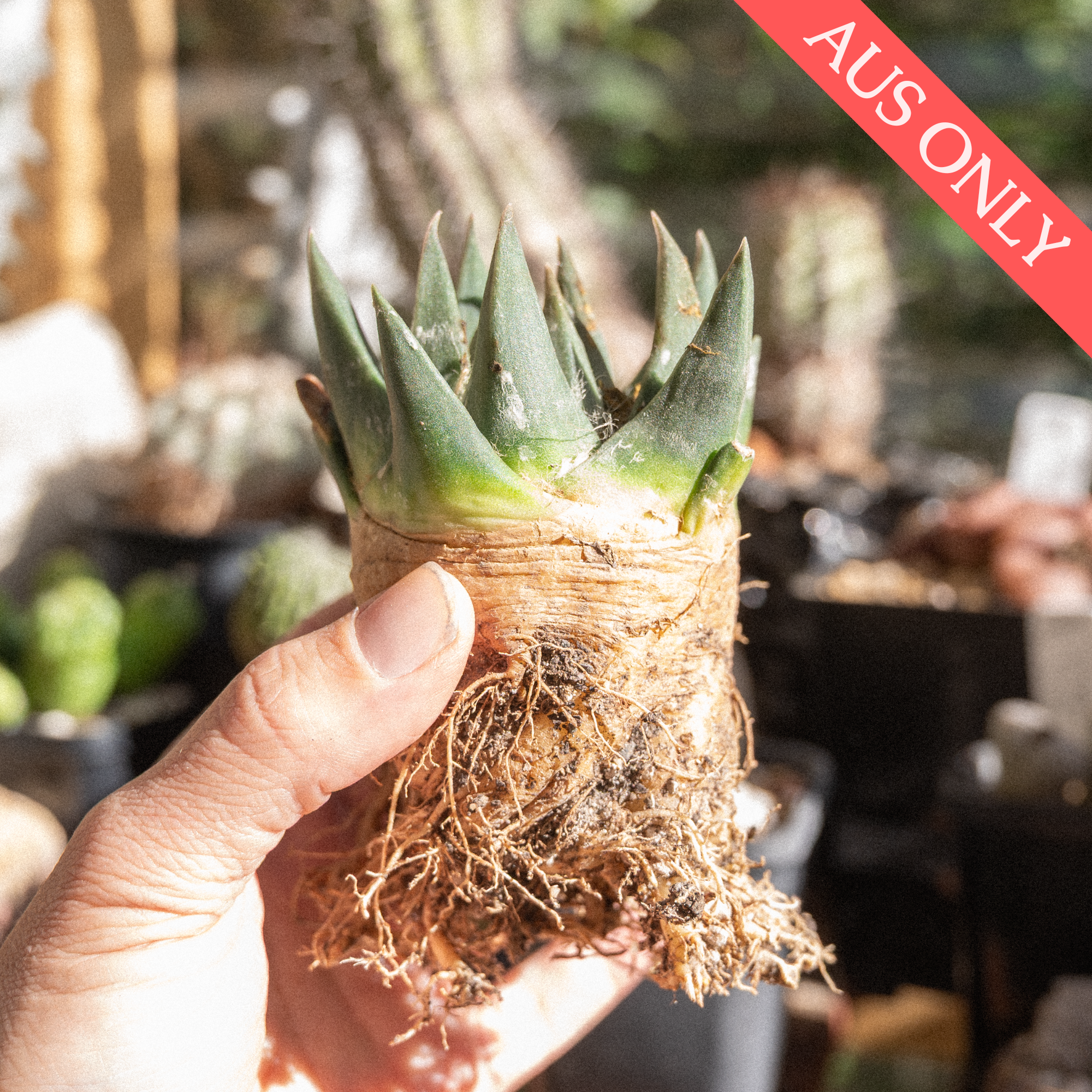 Ariocarpus trigonus [Plant]