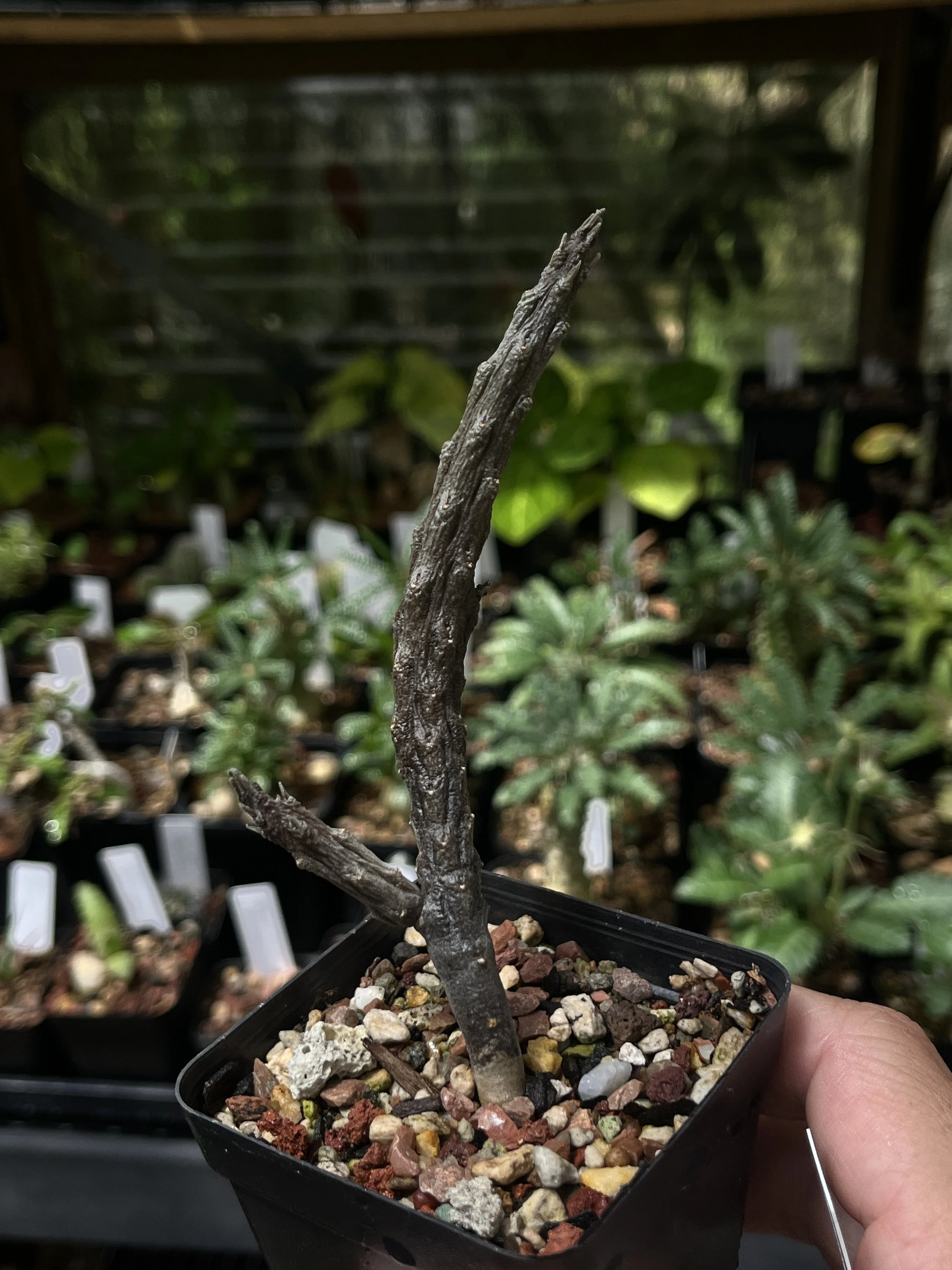 Rhytidocaulon macrolobum