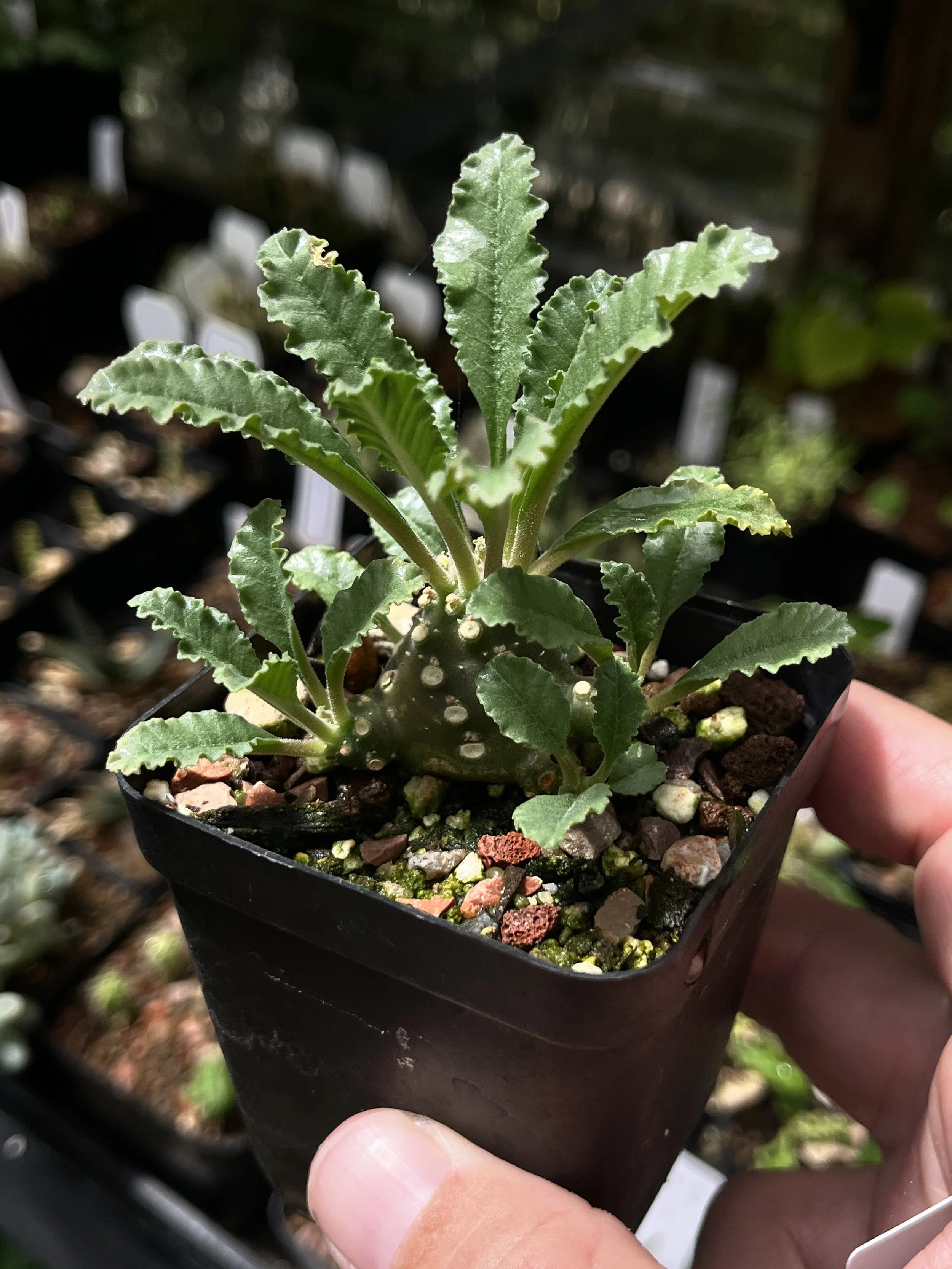 Dorstenia lavrani