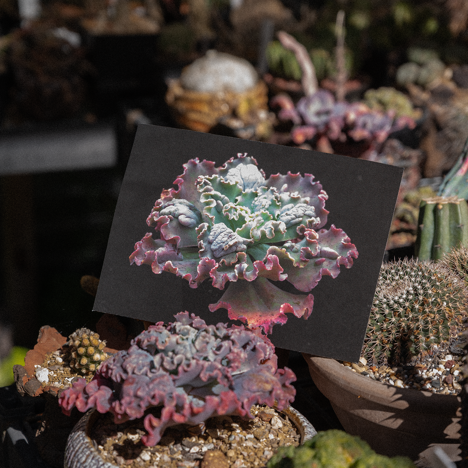 echeveria.png