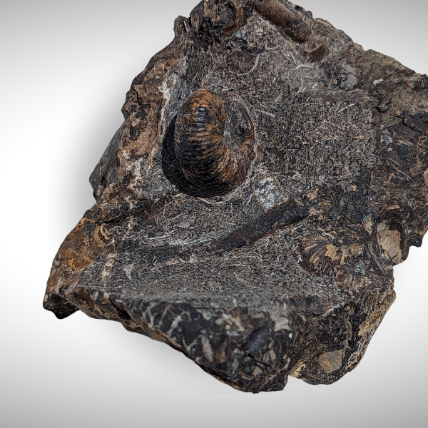 Dragon Valley Trilogy: Whole Scaphite, Partial Baculite & Scaphite ...