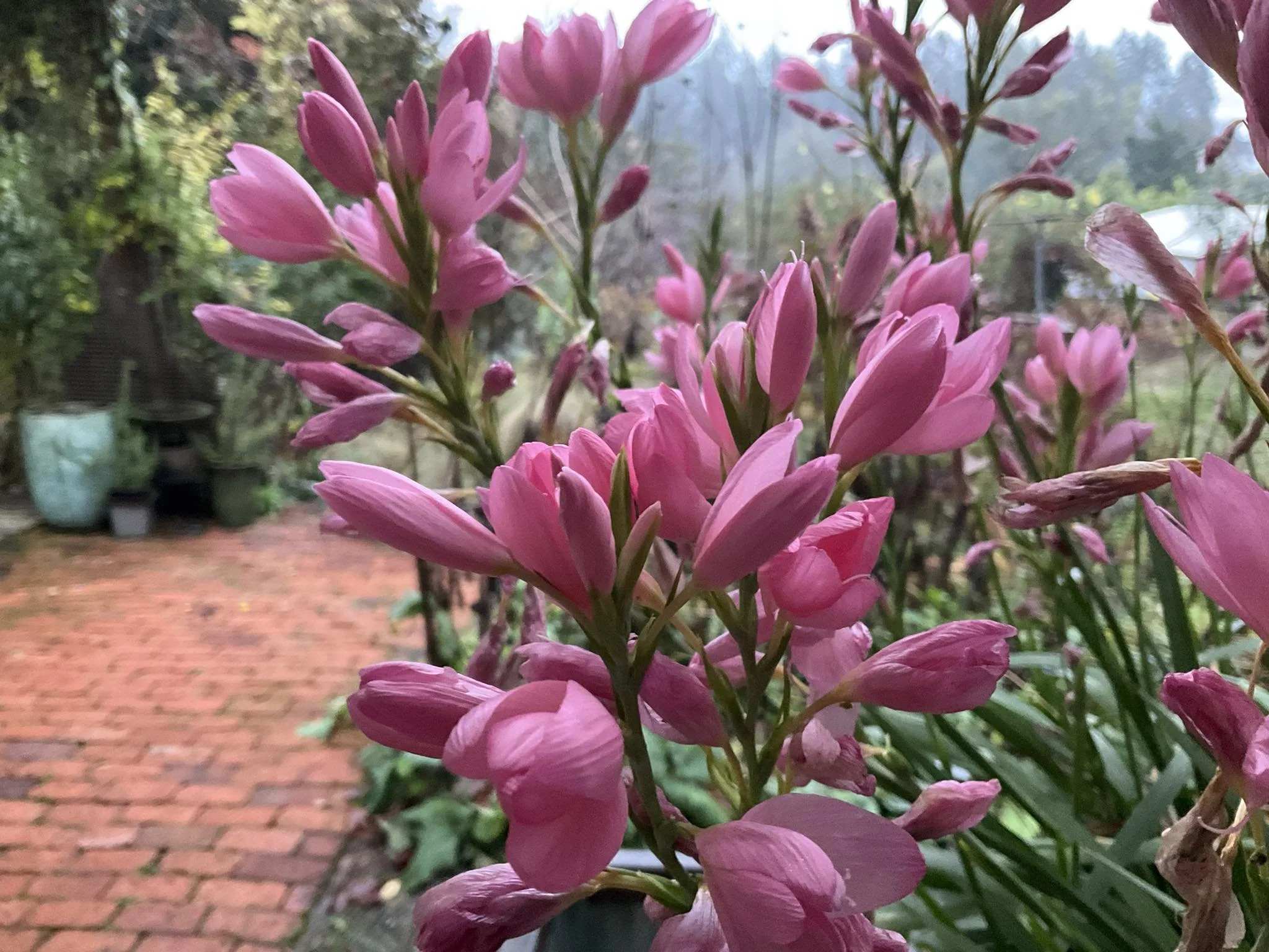Fall-blooming Schizostylis