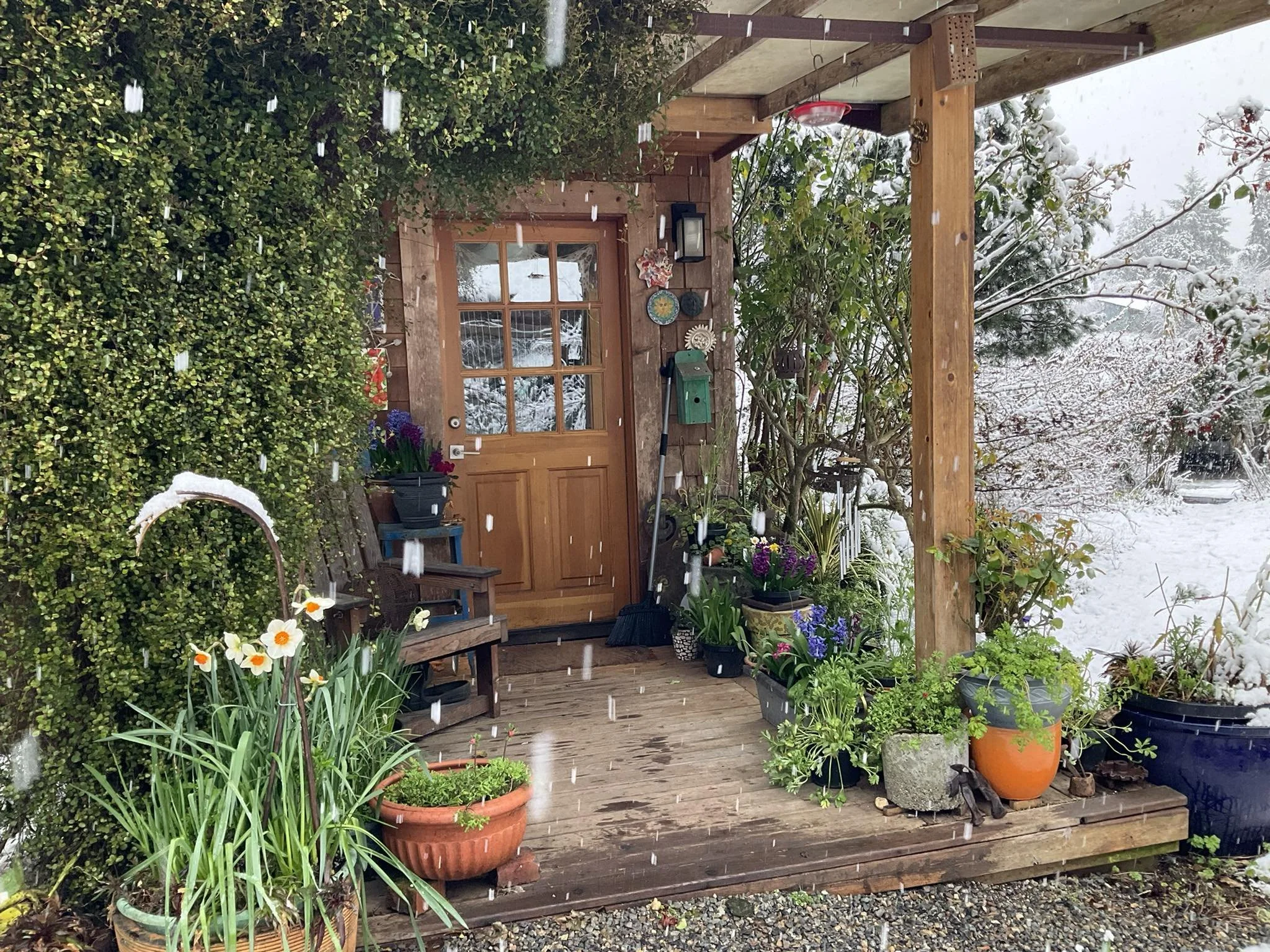 Snow precautions for bulb planting