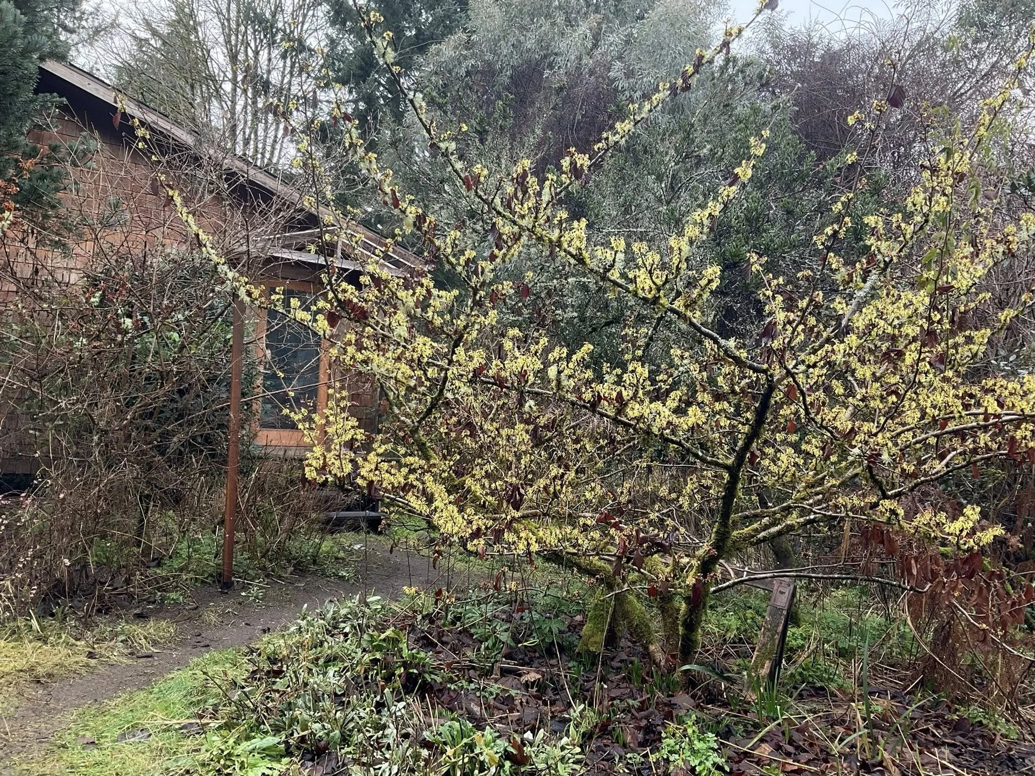 Trees for the Future