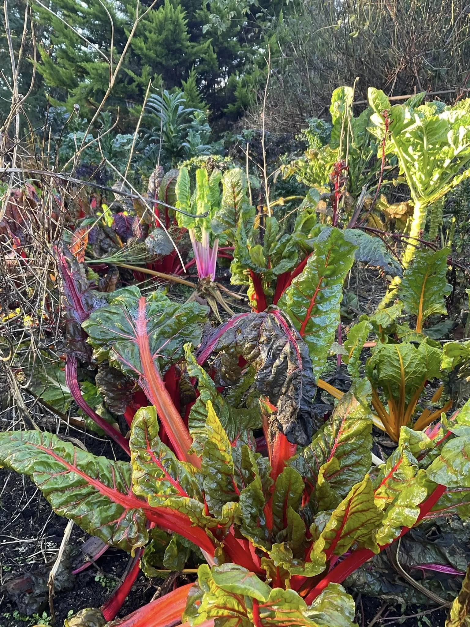 Winter Veg Garden:   Plan now - January