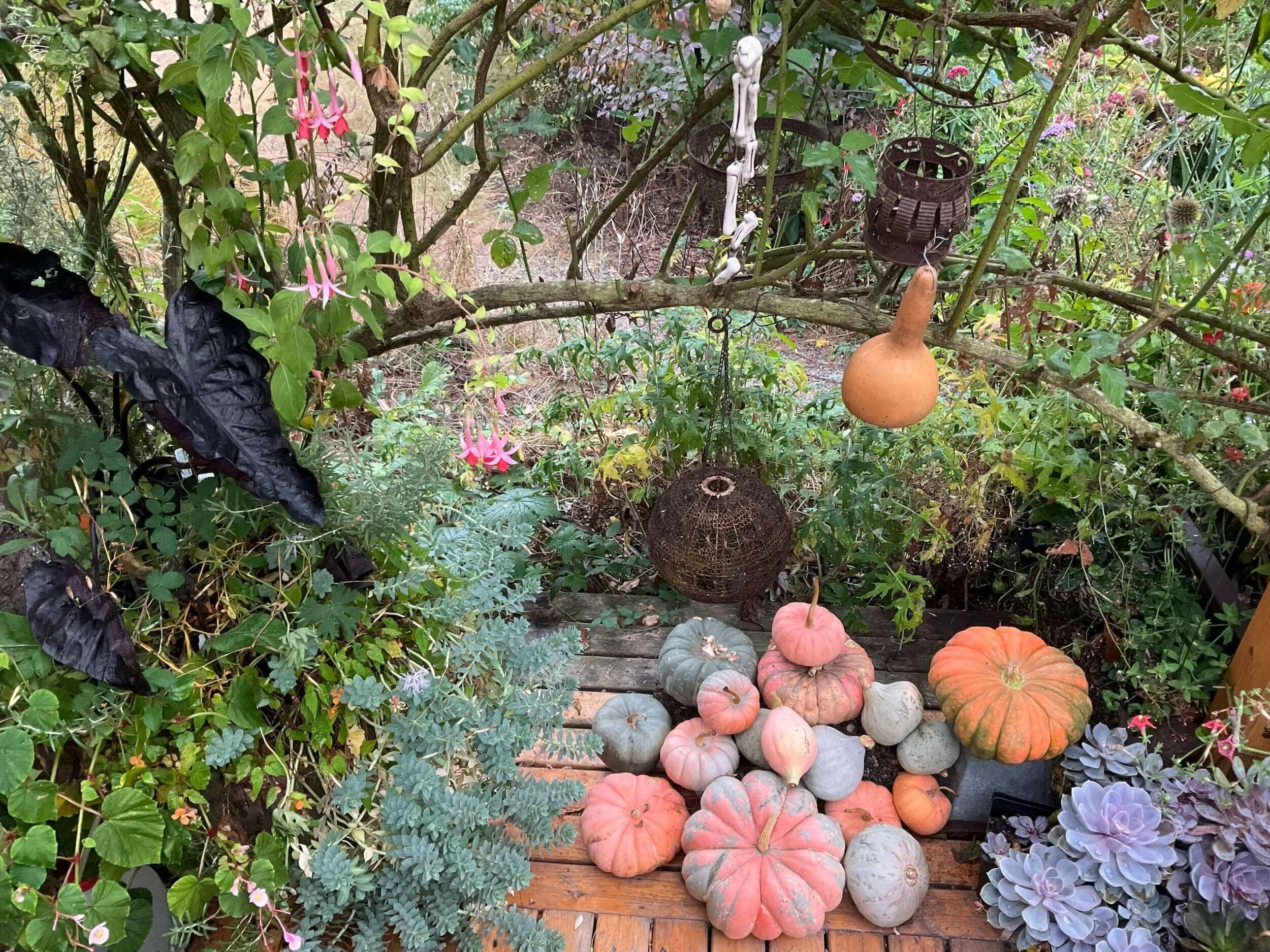 PUMPKIN PATCH — Langley Fine Gardens