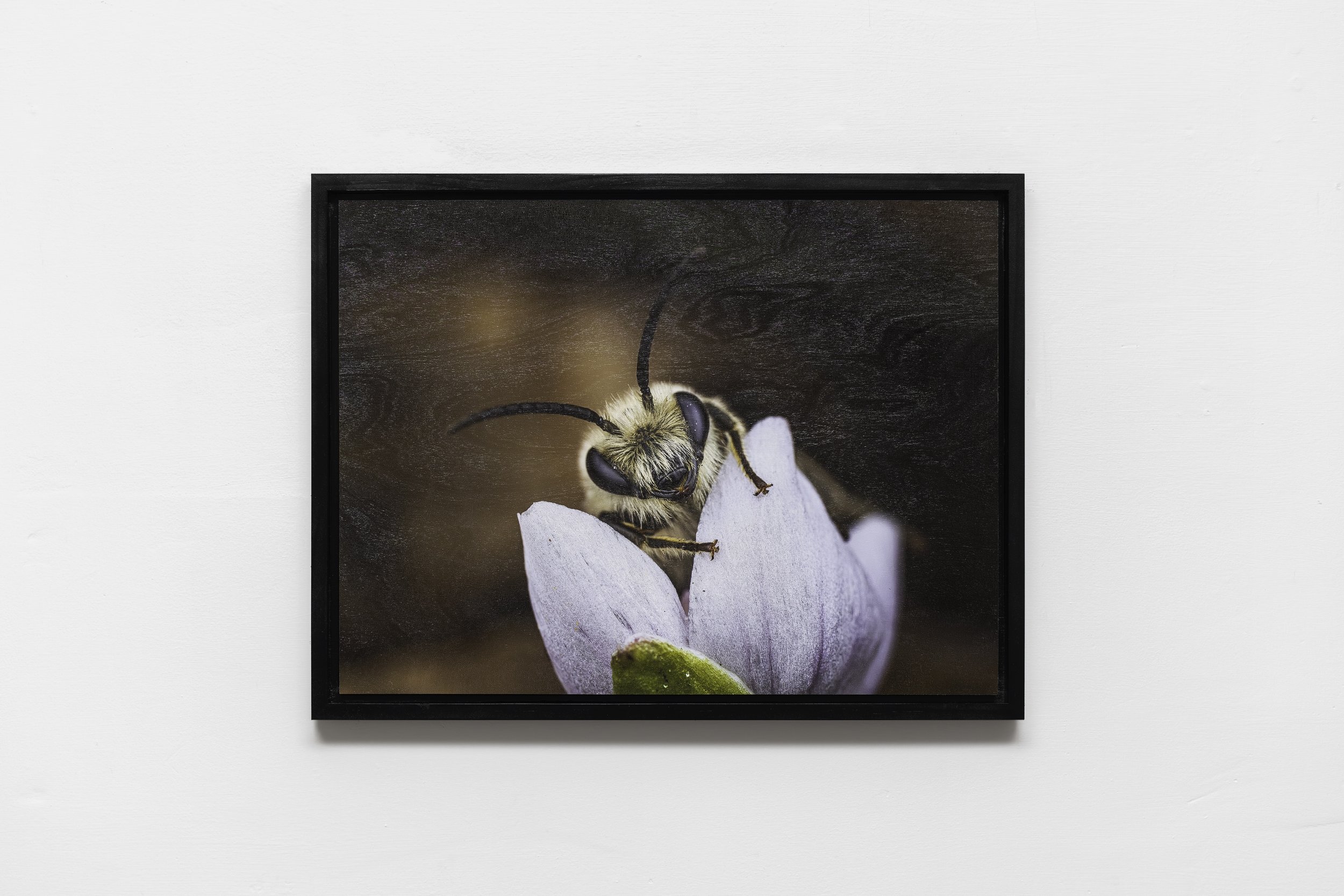 Colletes inaequalis male on Claytonia virginica