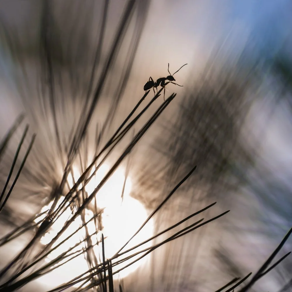 Ant_31May09.jpg