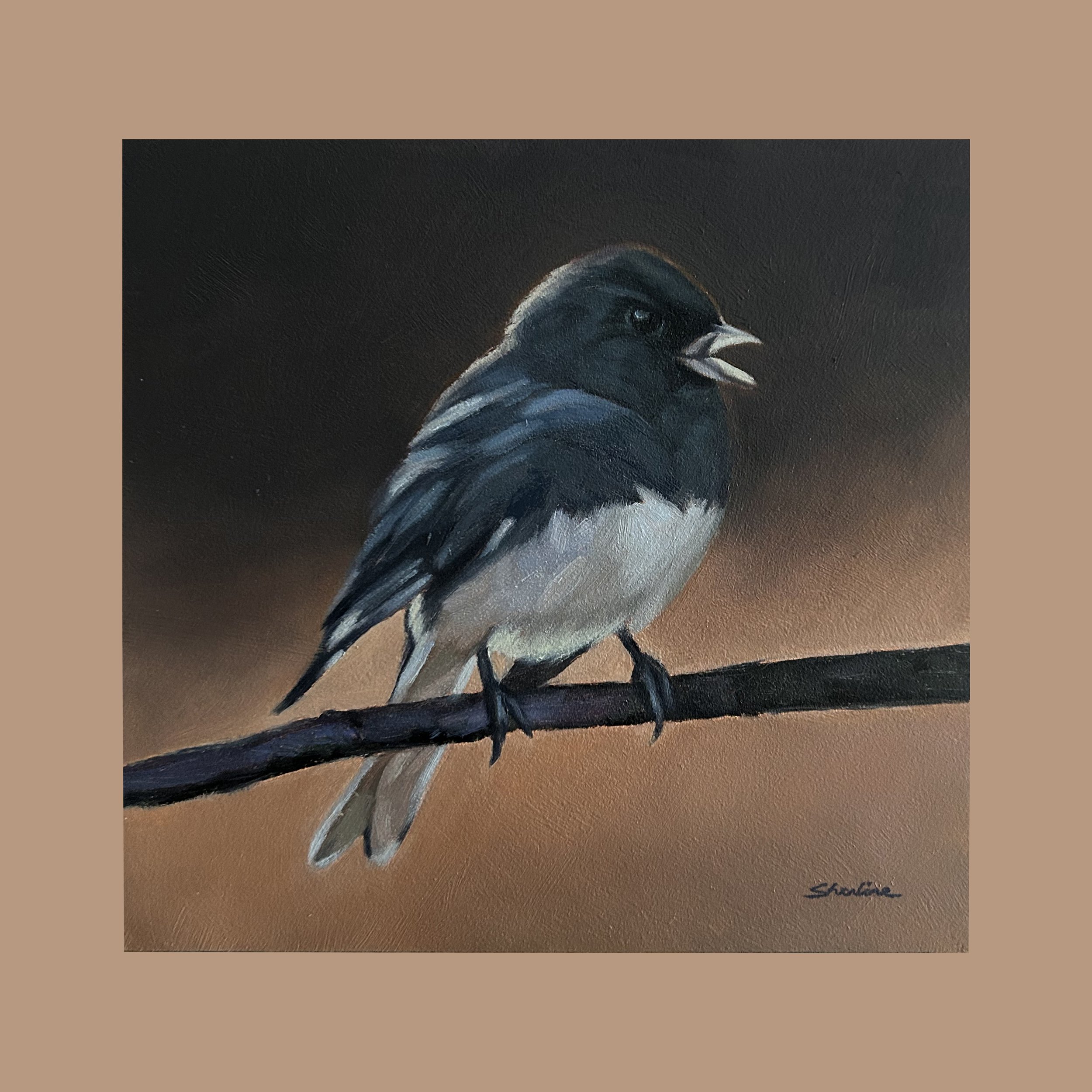 Dark Eyed Junco