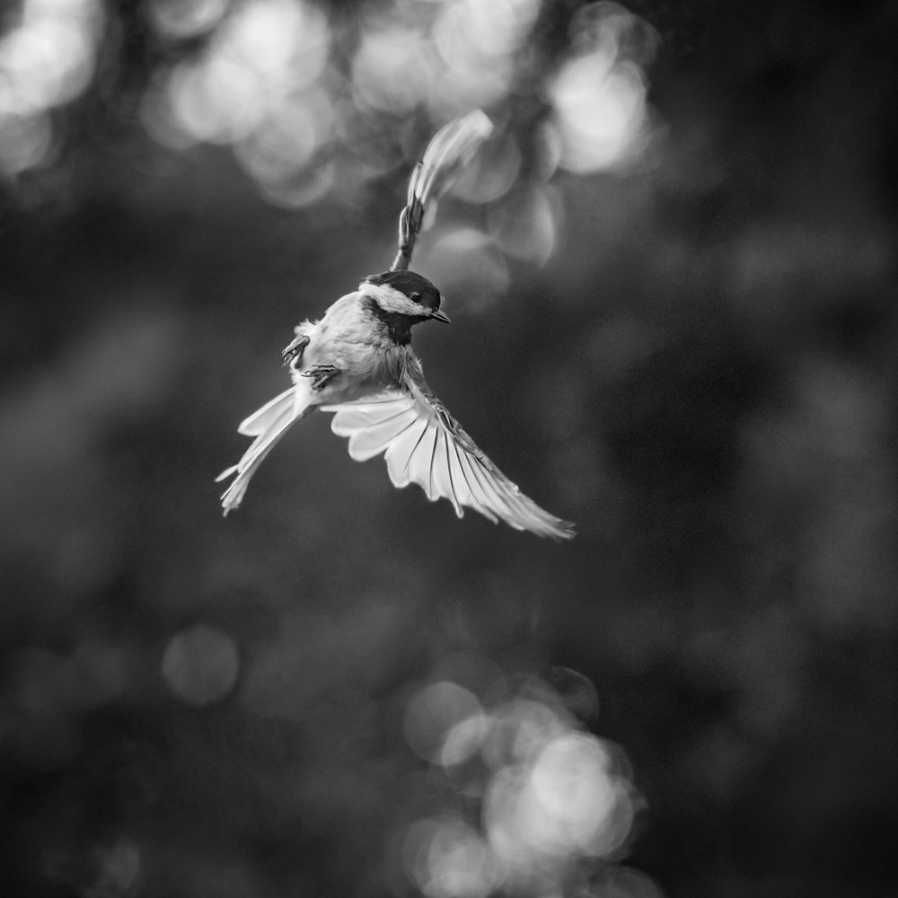 Chickadee_31July24.jpg