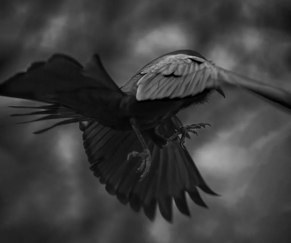 Grackle_05Apr07.jpg