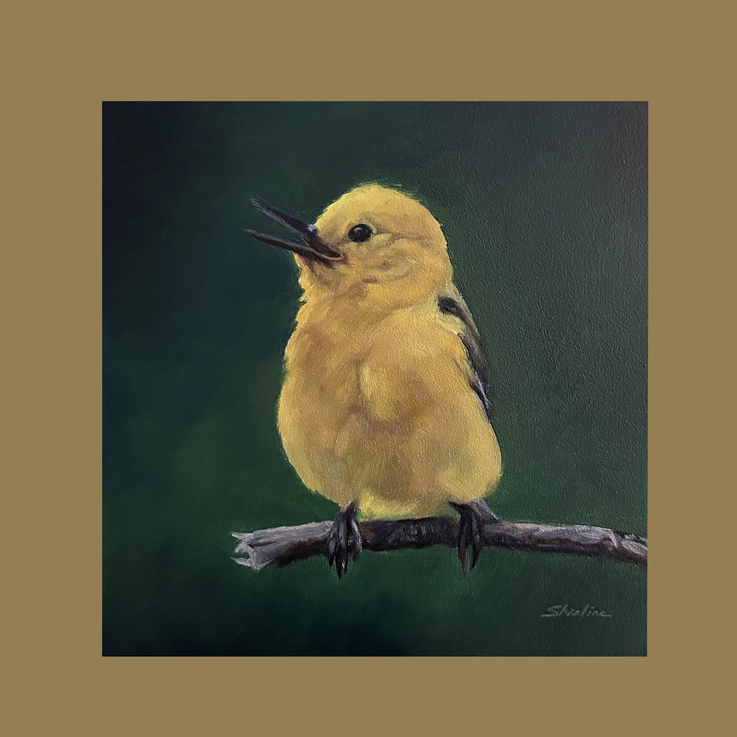 Yellow Warbler