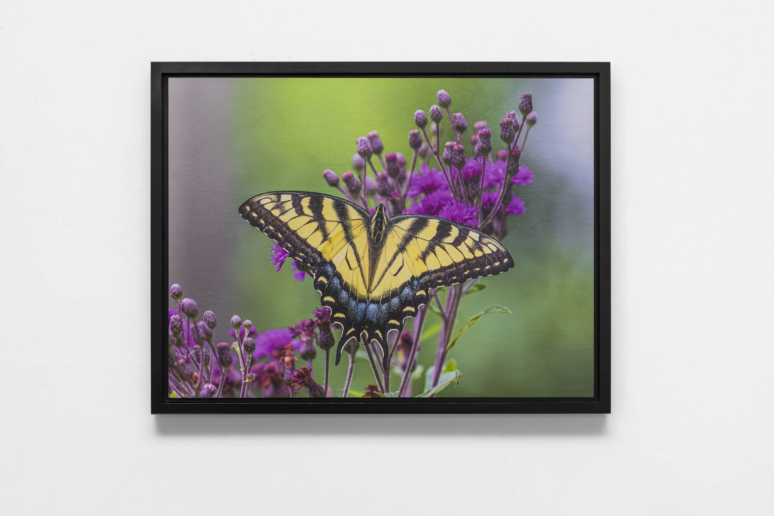 Tiger Swallowtail on Ironweed