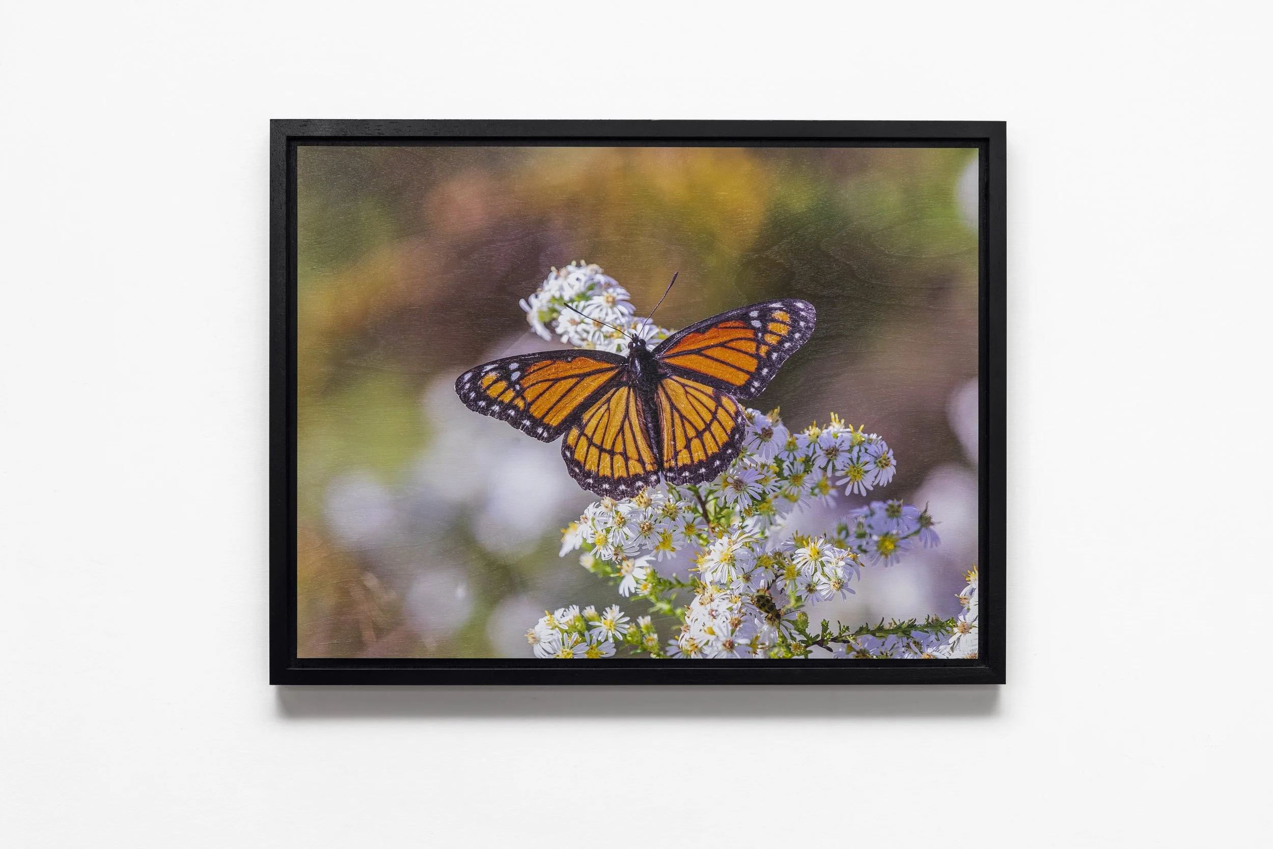 Viceroy on Frost Aster