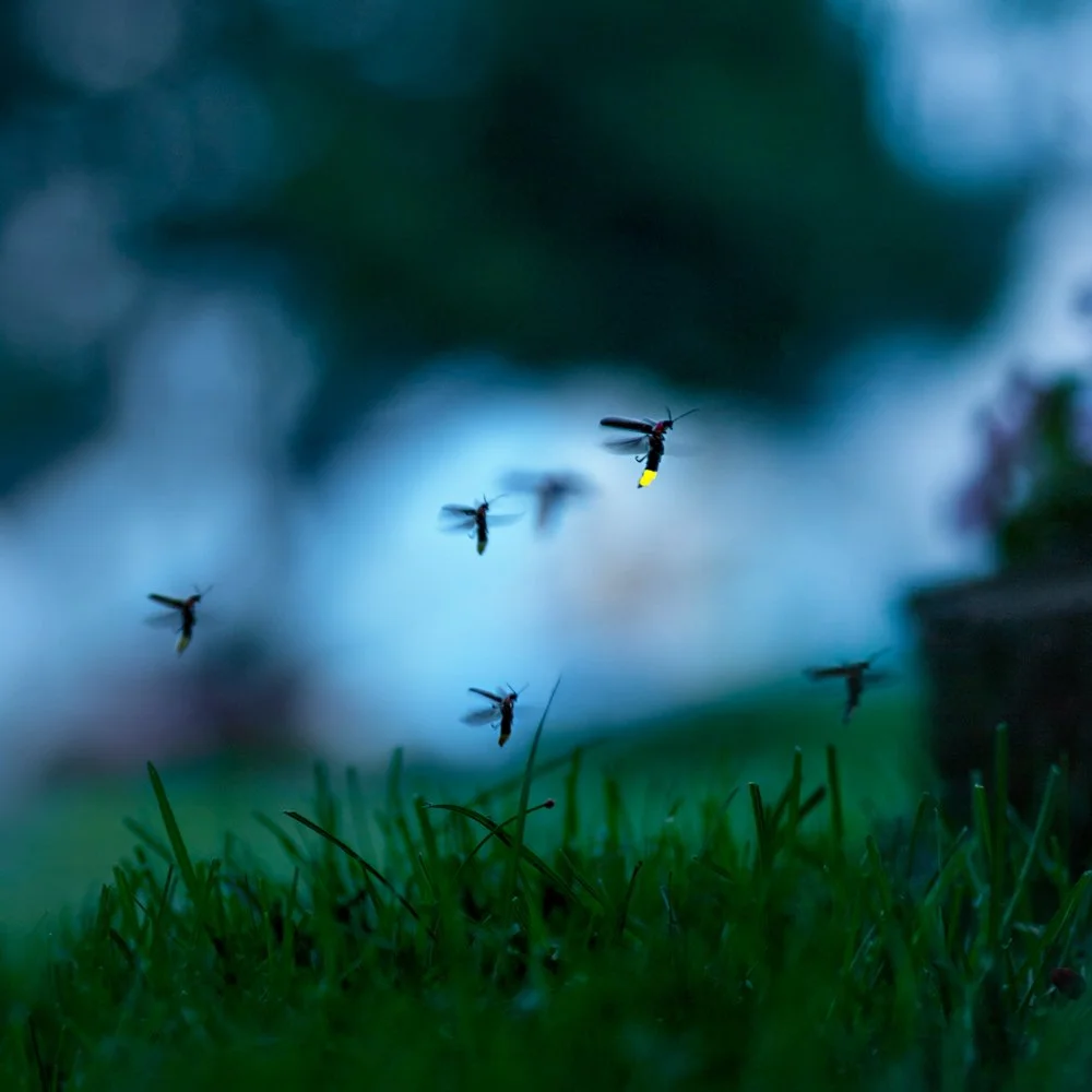 Firefly_08Jul08.jpg