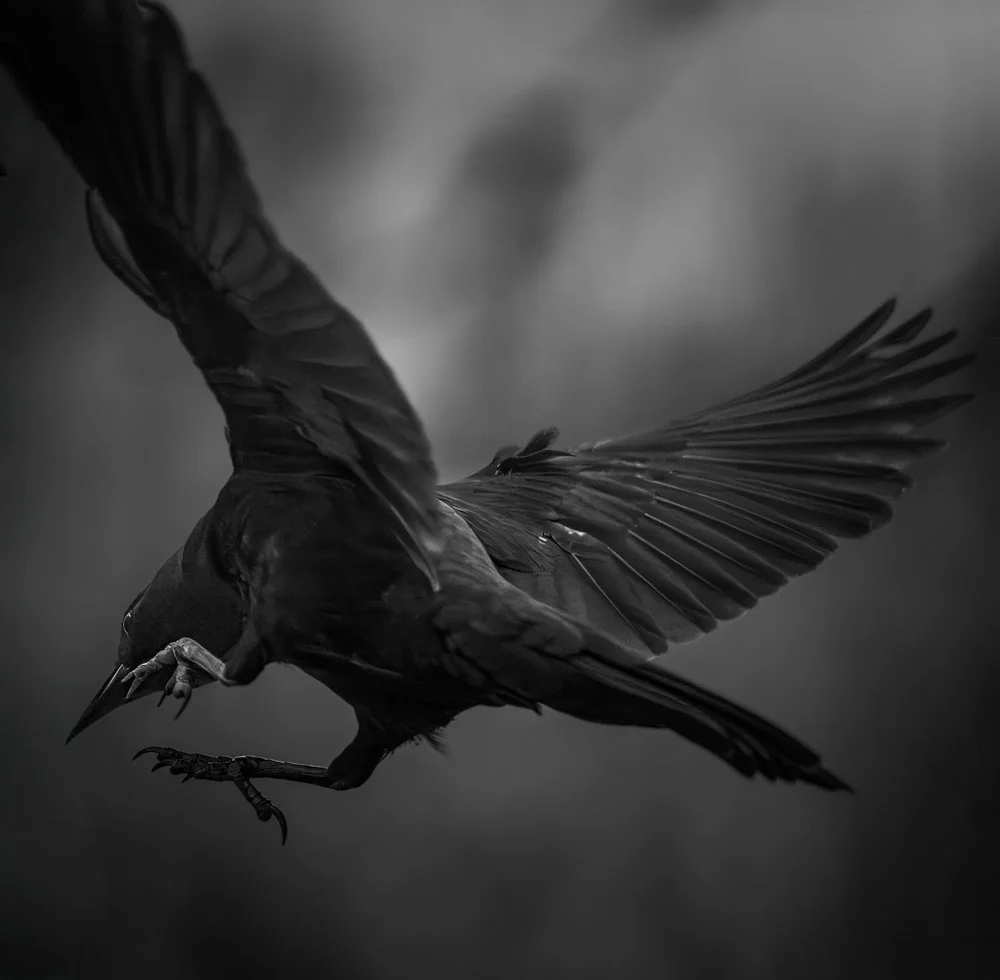 Grackle_24Mar25.jpg