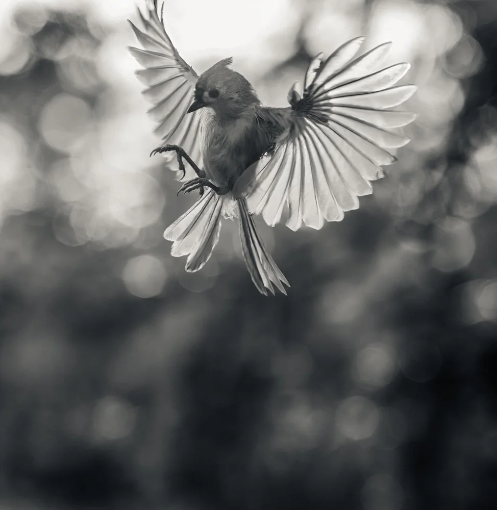 Tufted_Titmouse_14Aug24.jpg