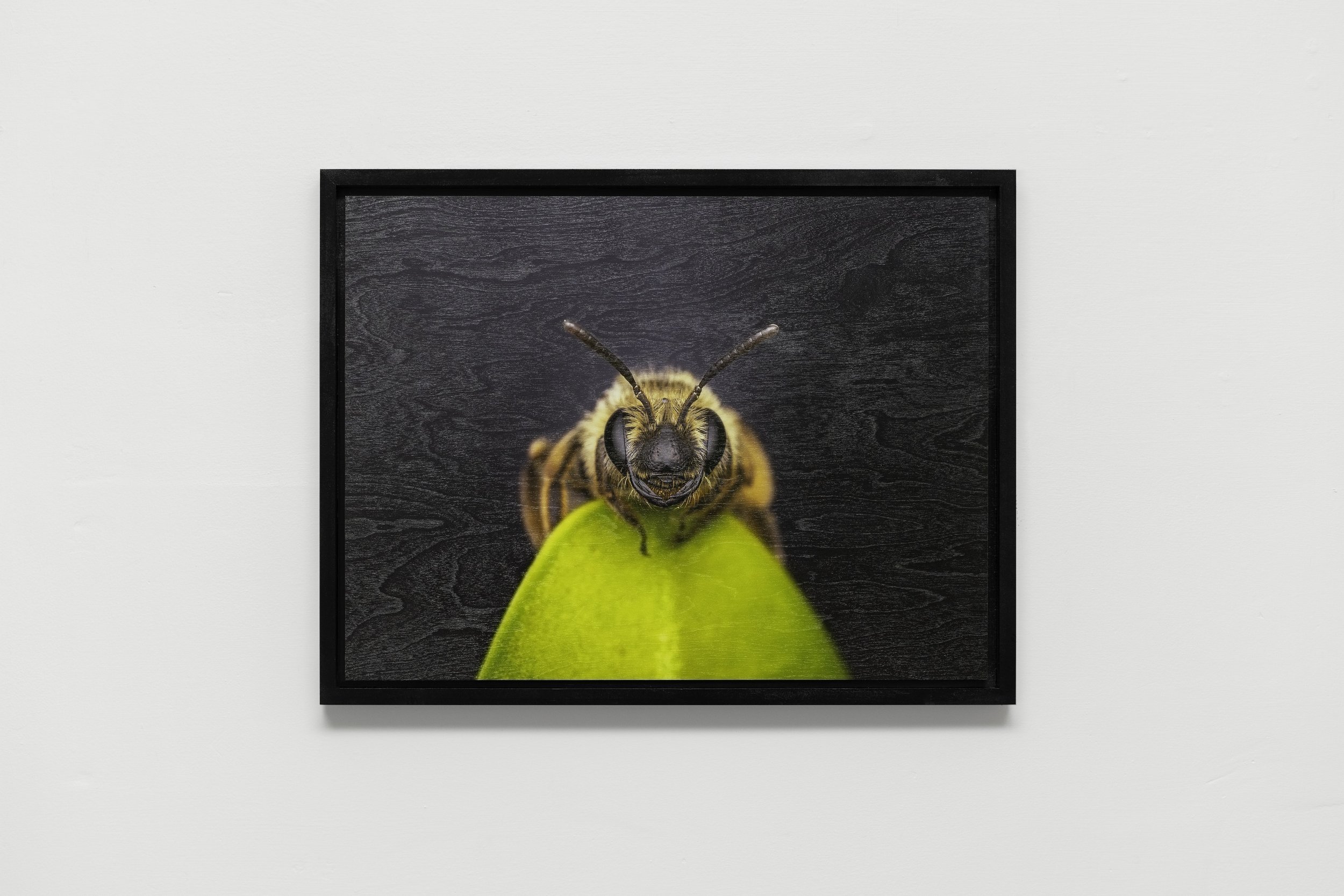 Andrena female