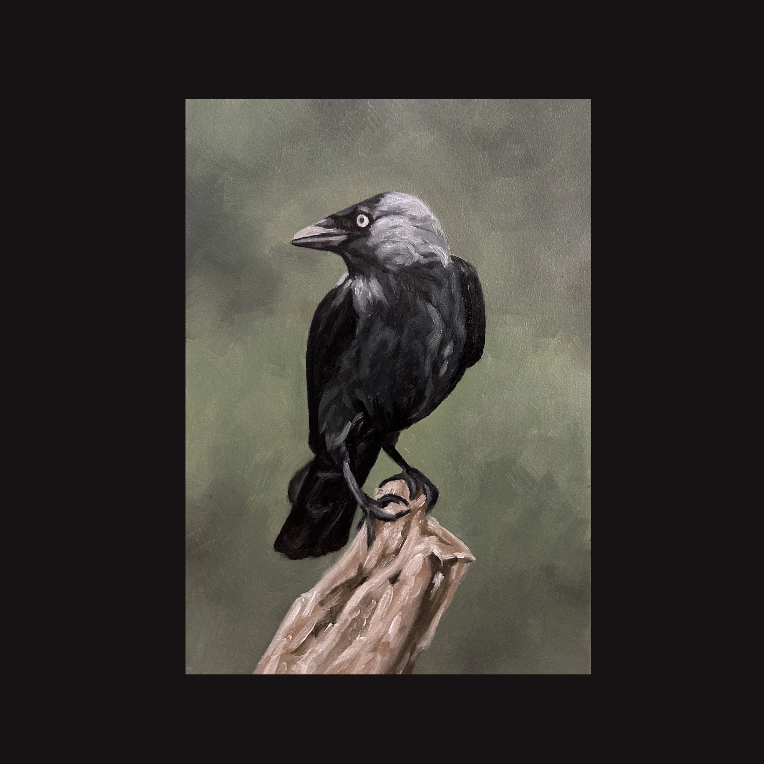 Jackdaw