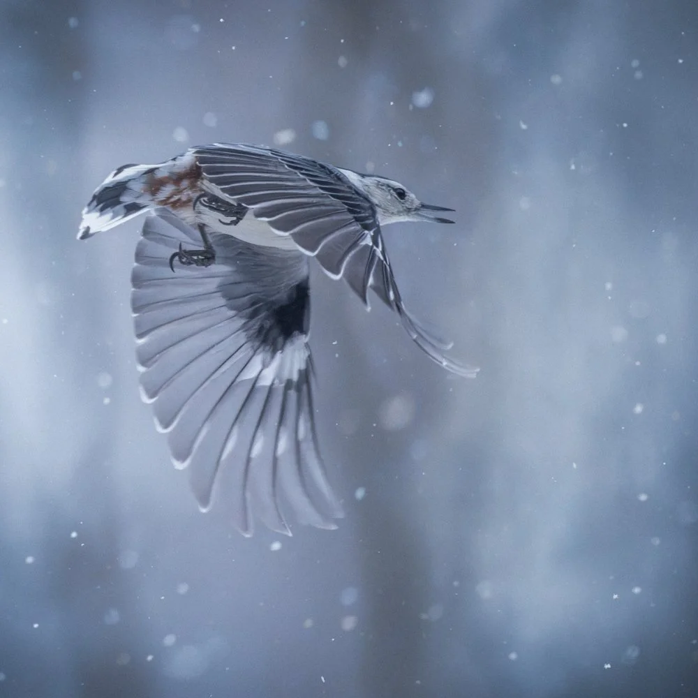 Nuthatch_31Dec25.jpg
