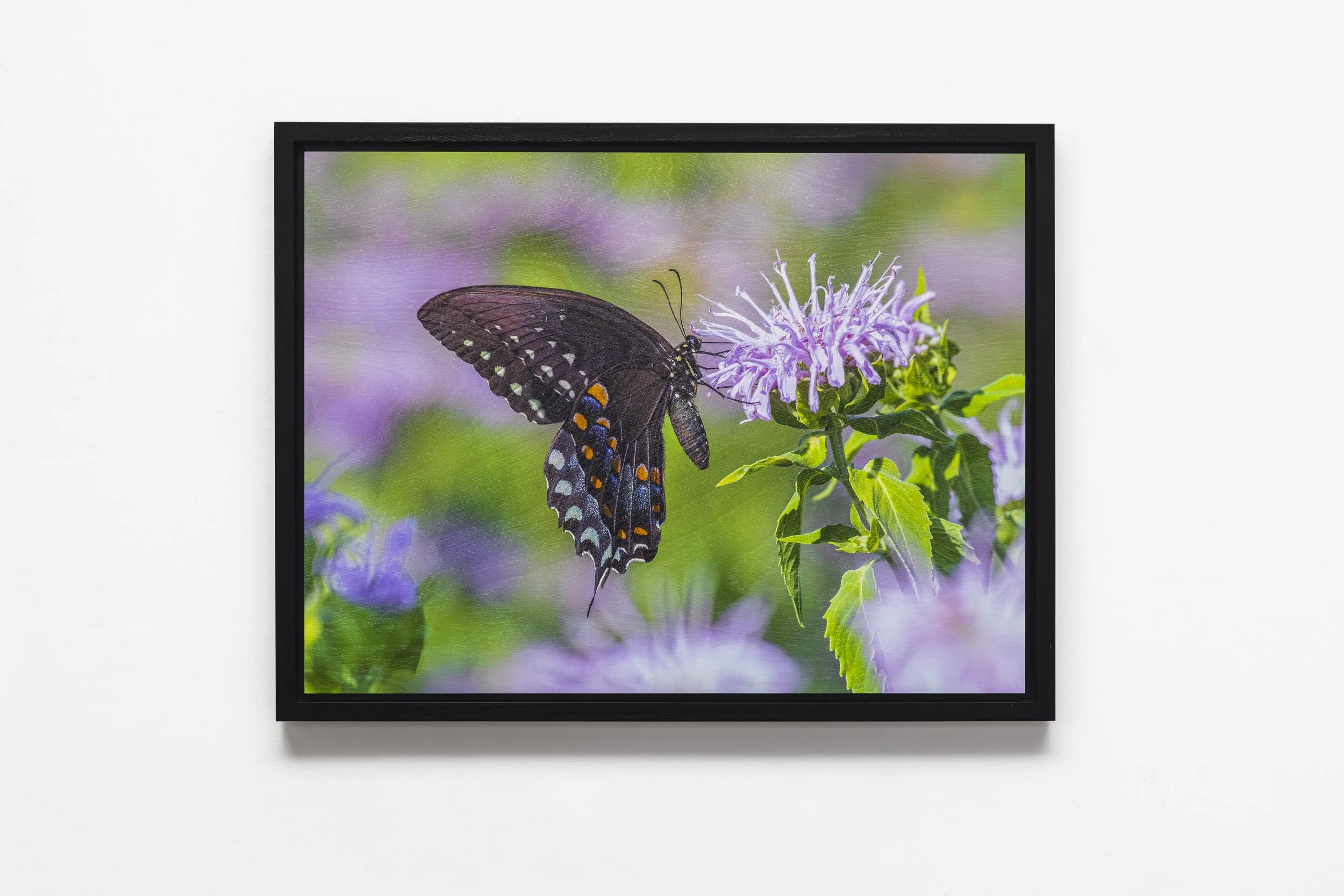 Spicebush Swallowtail on Monarda