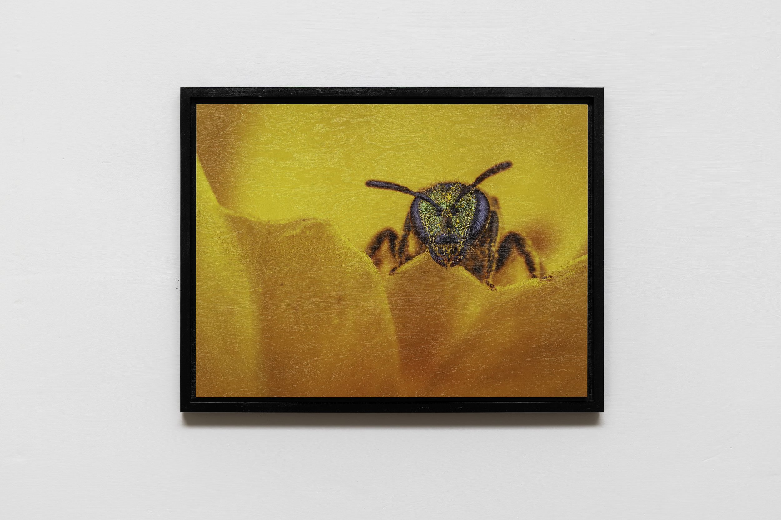 Lasioglossum (Dialictus) on Sochan