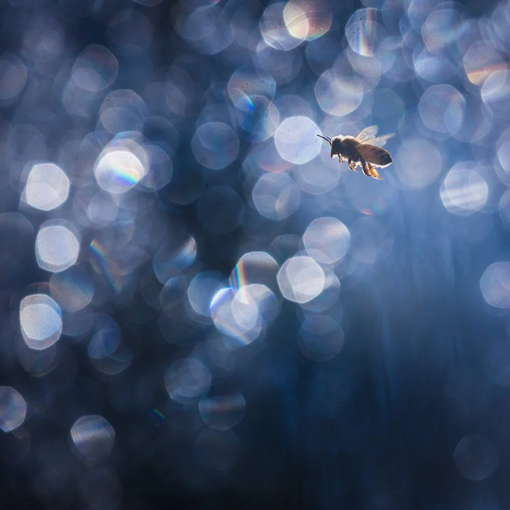 Bee_05Oct17.jpg