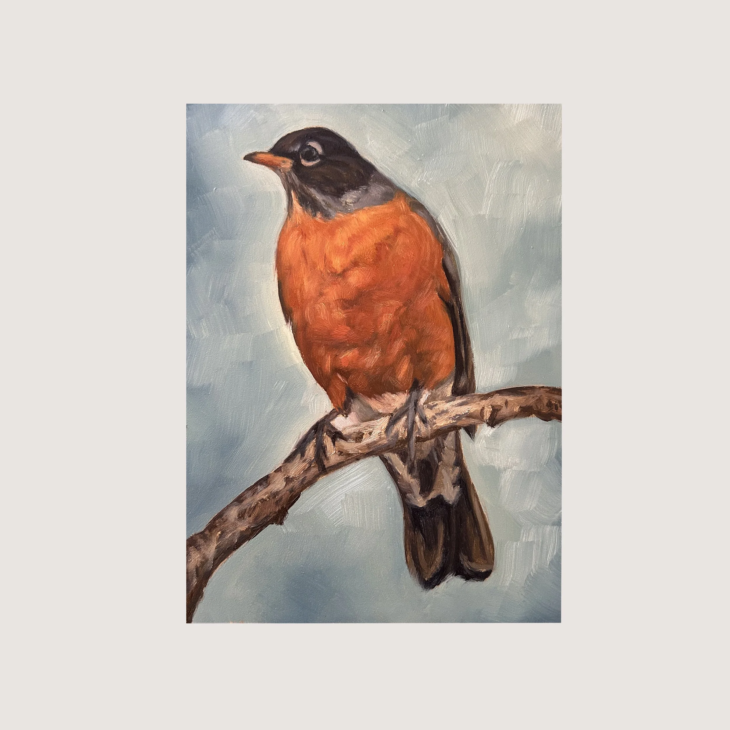 American Robin
