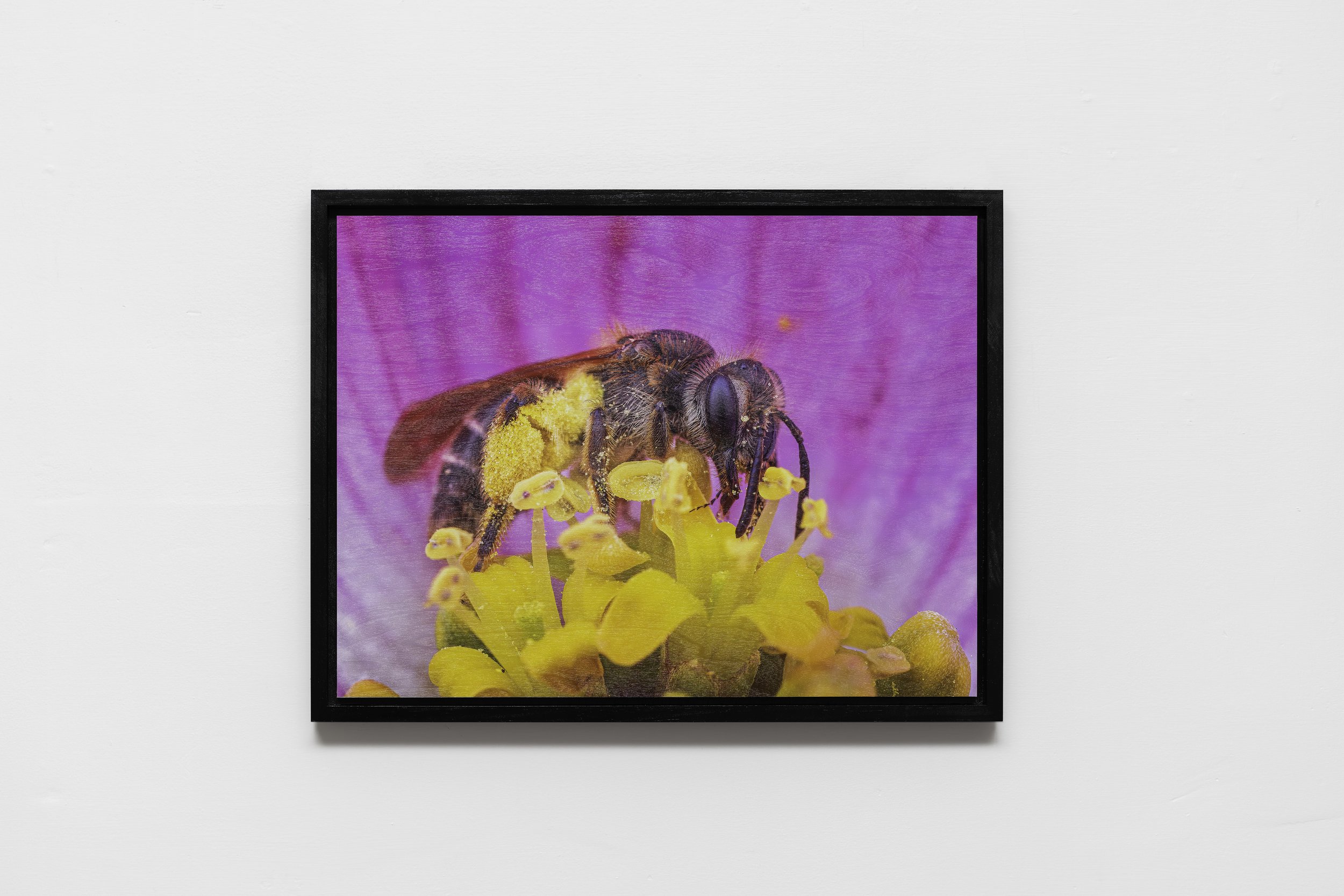 Andrena female on dogwood flower