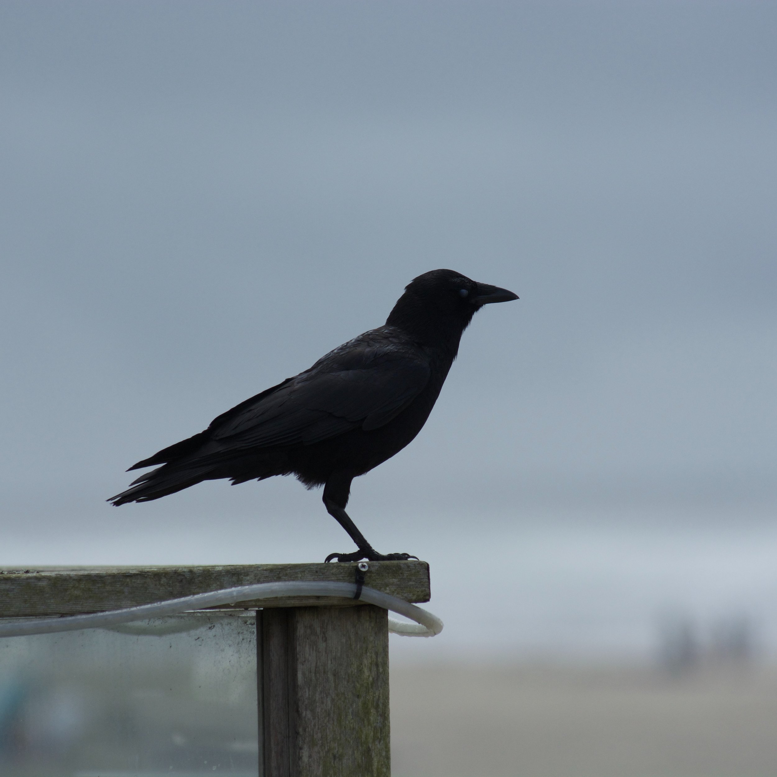 A beach crow 🐦&zwj;⬛.

This was taken with a potato 🥔.
Nikon