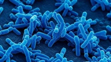 Bifidobacteria .. the most important microbe you’ve never heard about.