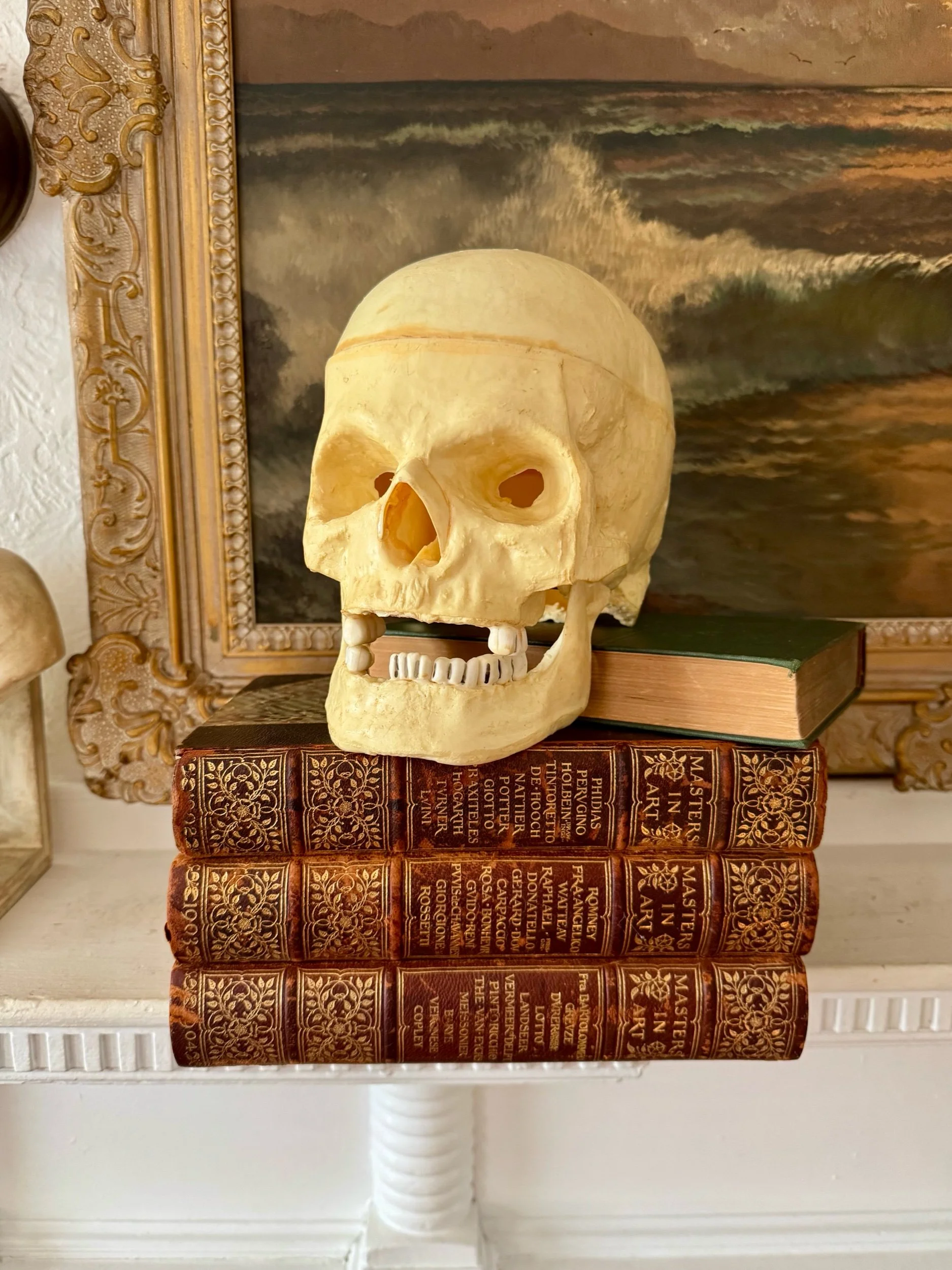 vintage educational skull with hinged jaw
