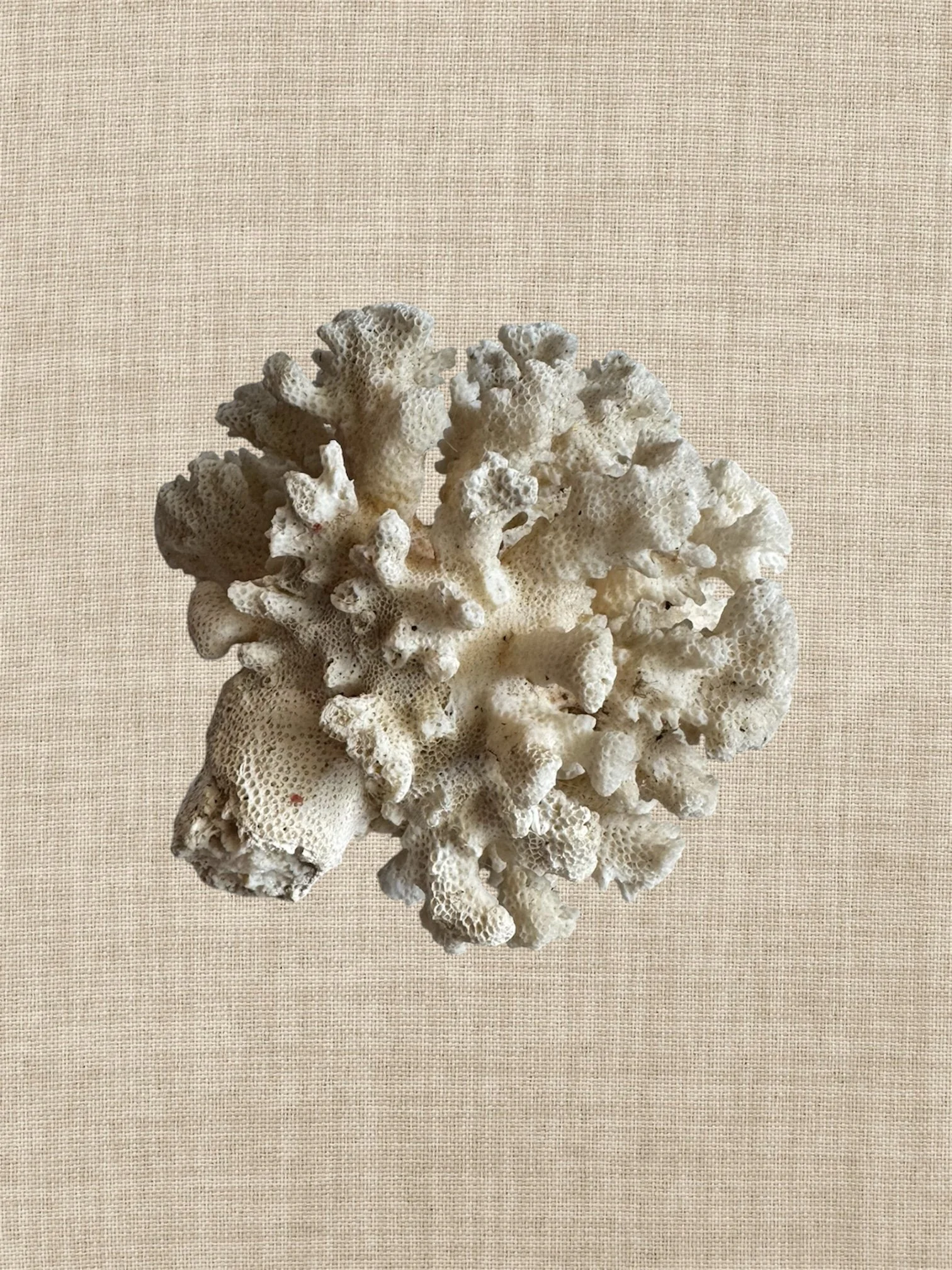 vintage coral fragment cluster