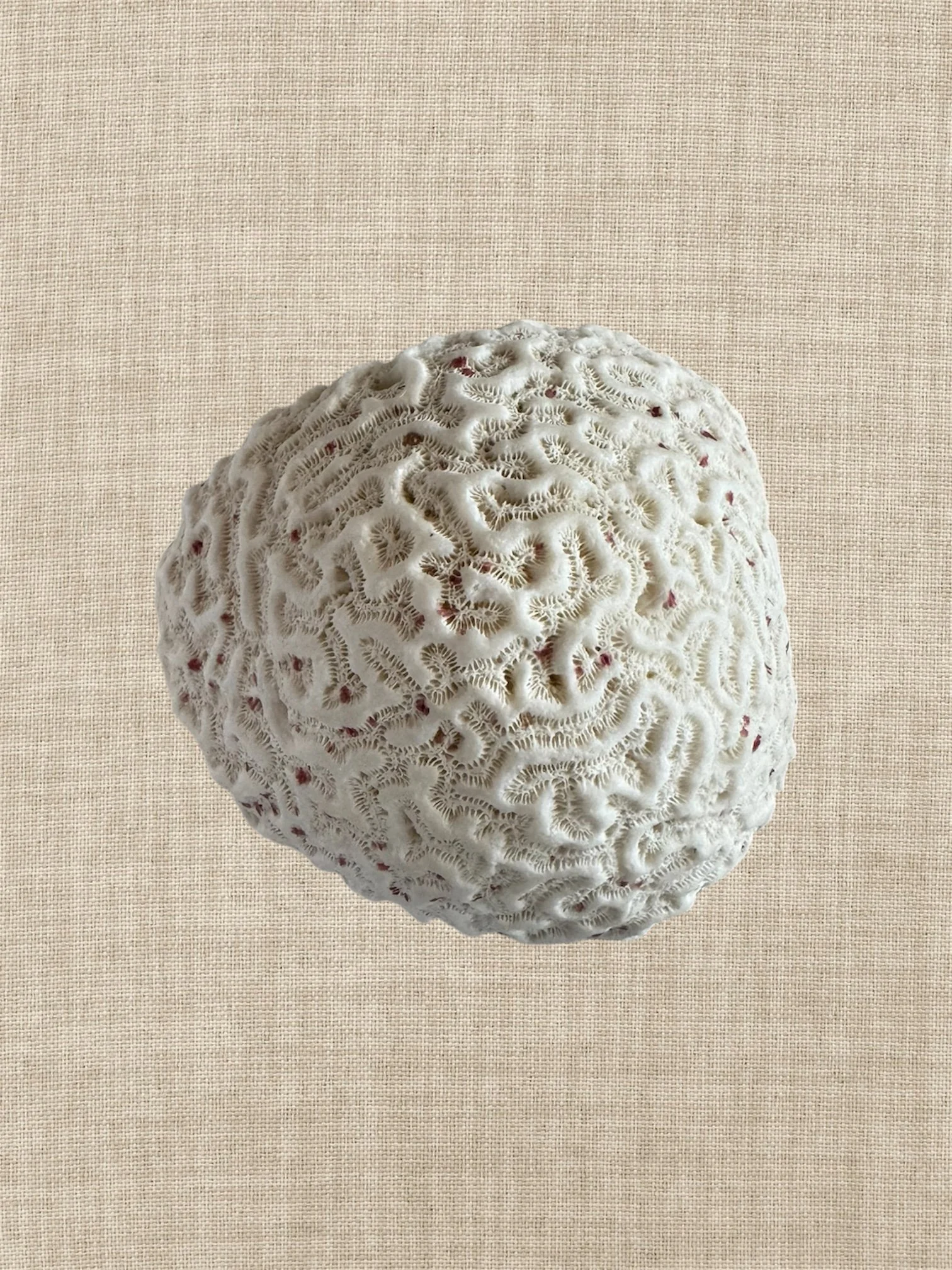 5.5" brain coral fragment, vintage