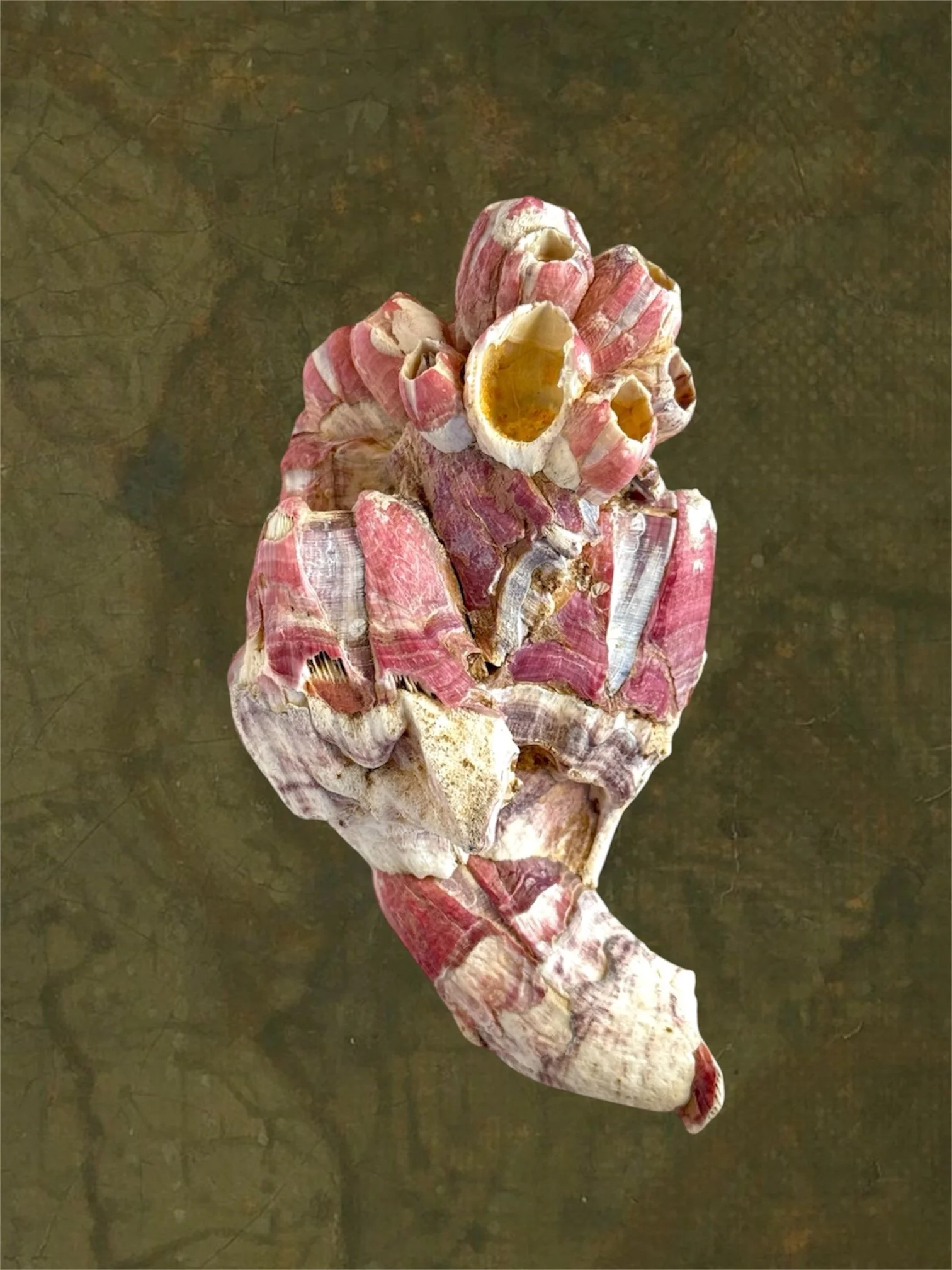 vintage & unique pink barnacle fragment